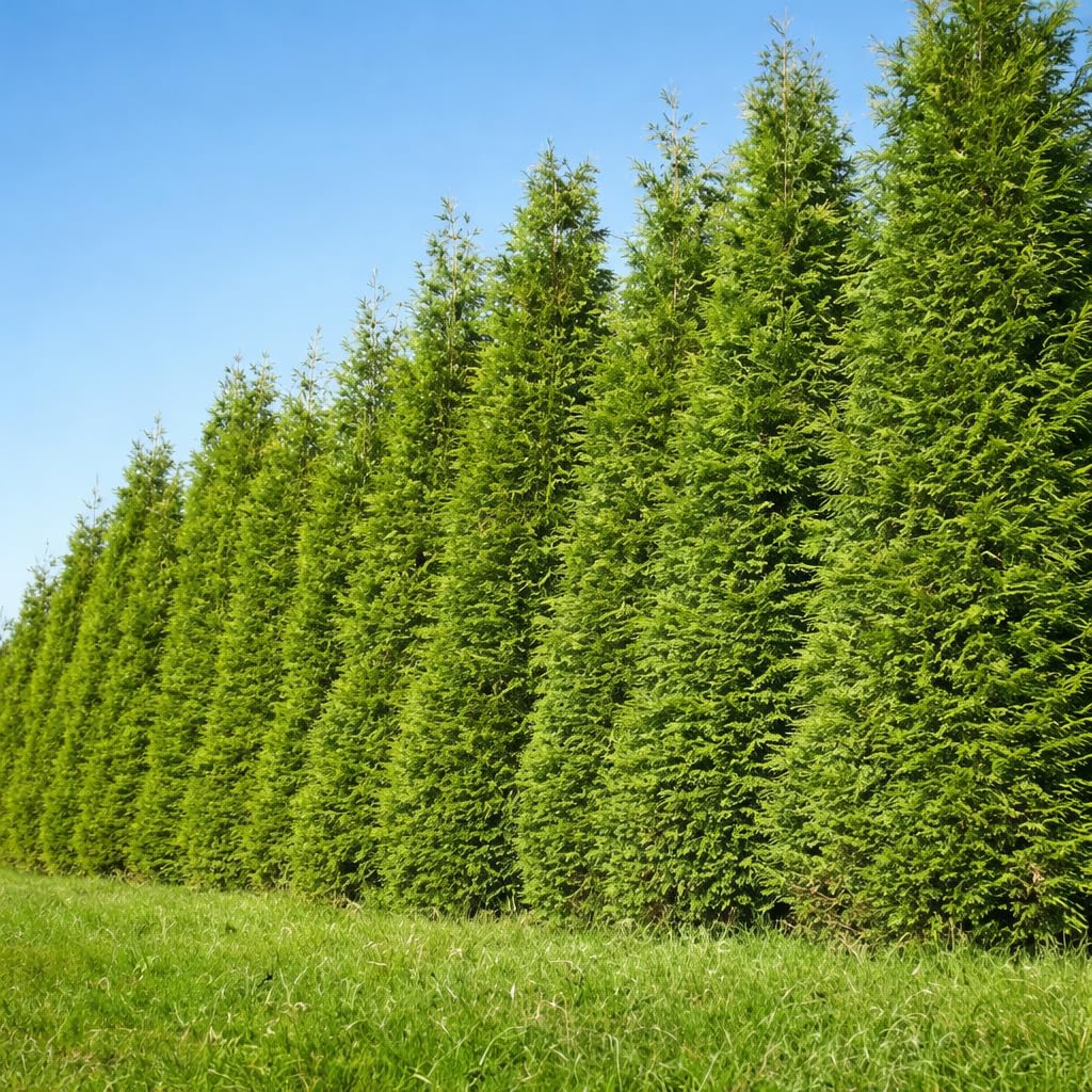 50 Thuja Green Giant Arborvitae Trees/Shrubs - 6-12" Tall Live Plants - Fast Growing Privacy Evergreen Hedges/Bushes - 2.5" Pots - (50 Pack)
