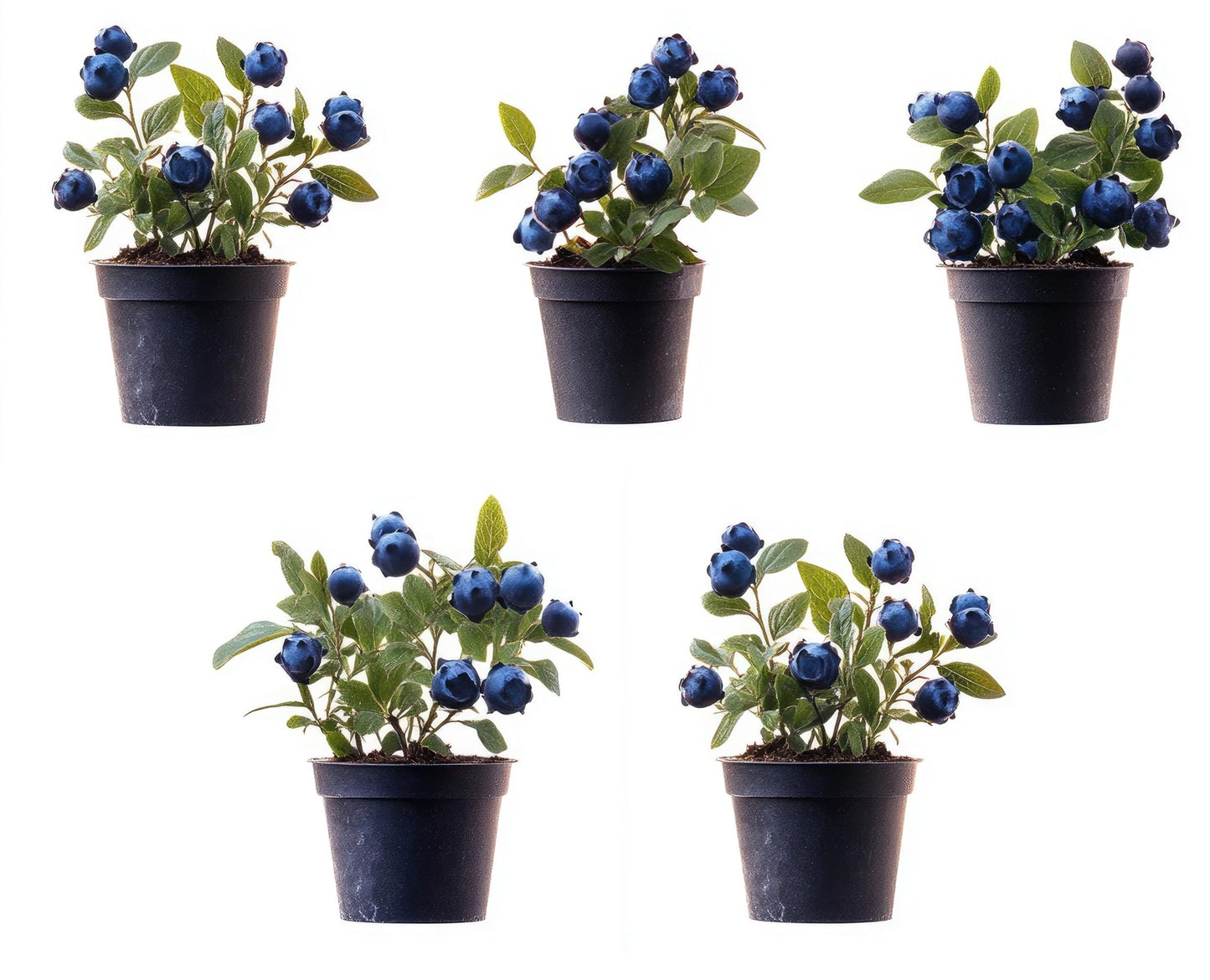5 Blueberry Live Plant Seedlings for Growing (High Bush Blueberry) - Grow Delicious Blue Berry Bush Patch 5 Live Blueberry Plants - Ships Bare Root, No Pots Included