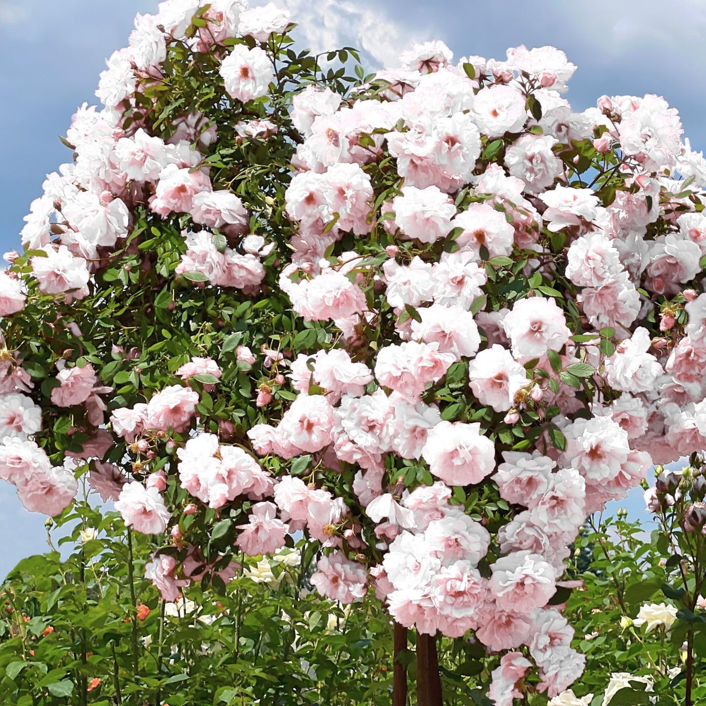 Climbing Roses Live Plants, Well Rooted 5-9" Tall, No Leaf, Ready to Plant Indoor Outdoor, Climber Rose Bush, Hybrid Tea Rose Like, Very Fragrant, Long Bloomer (New Dawn Pink)