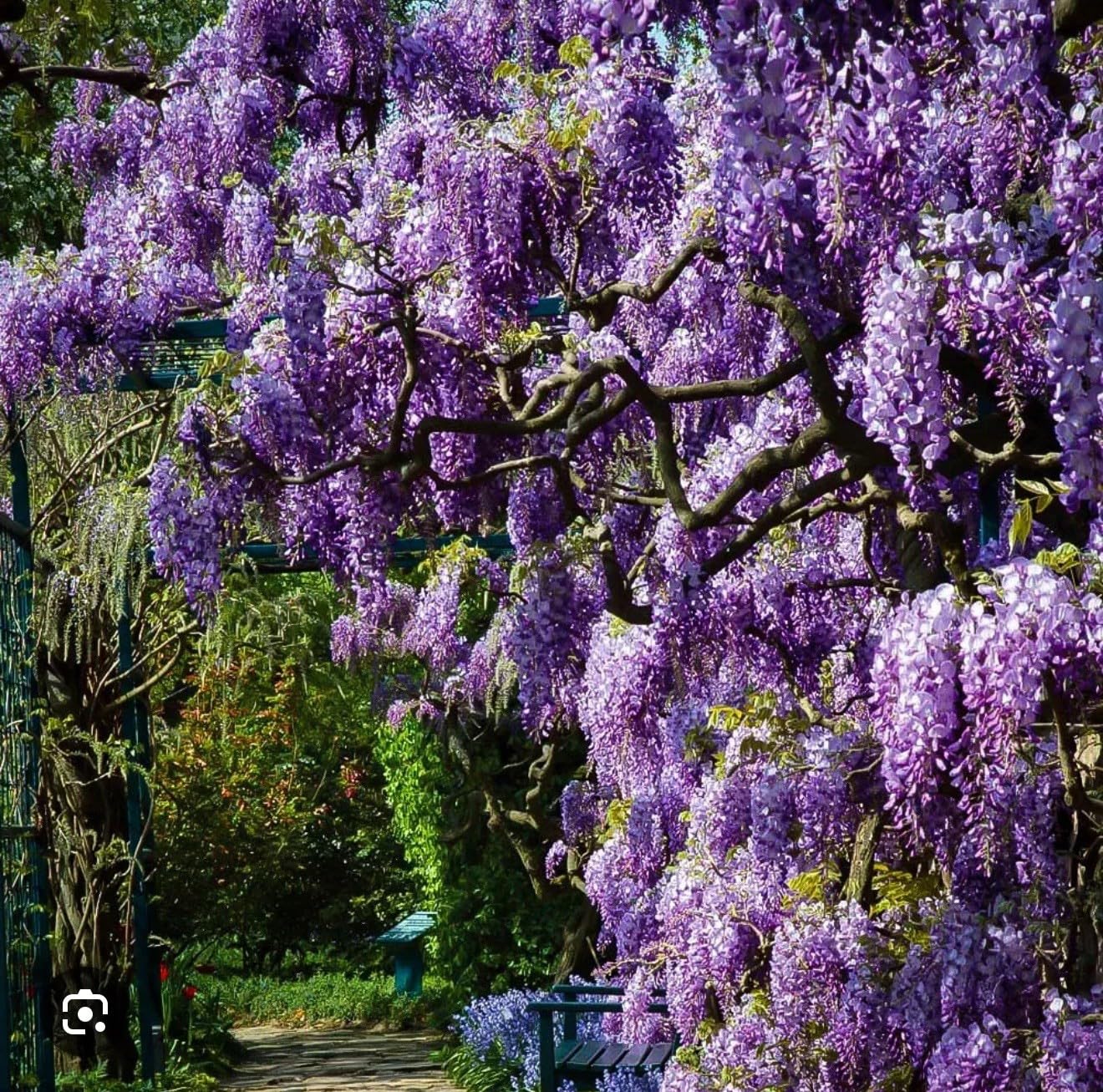 Live Plant - Wisteria Frutescenslive Starter Plant