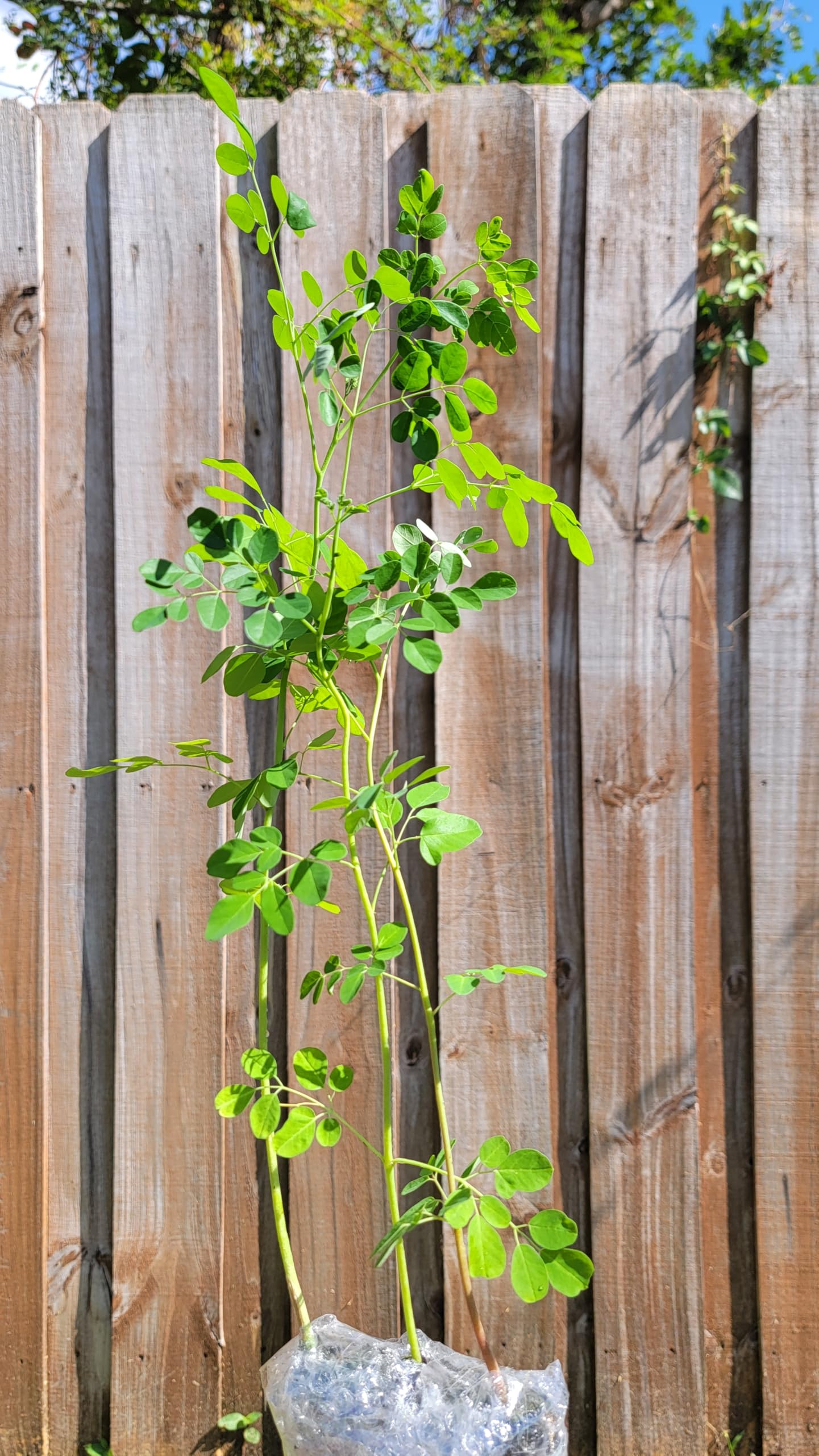 Moringa Tree Live Moringa Plant with Moringa Seeds, Non GMO, Organically Grown Moringa Tree Seedling with Moringa Seeds, Live Moringa Plant