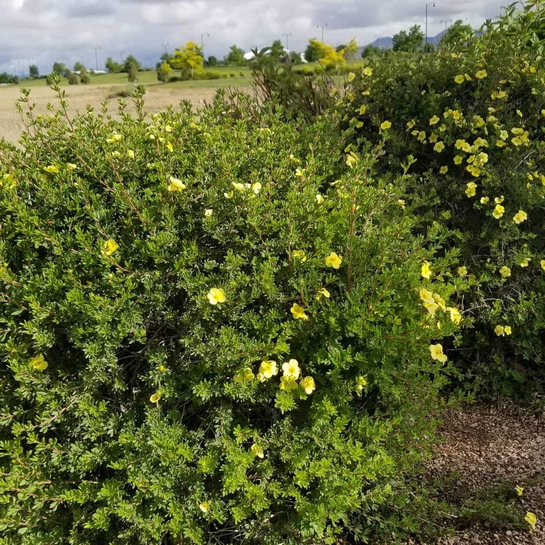 Potentilla- Dasiphora. Fruticosa (Cinquefoil, Tundra Rose) (3 (5" Plants), Goldfinger - Yellow)