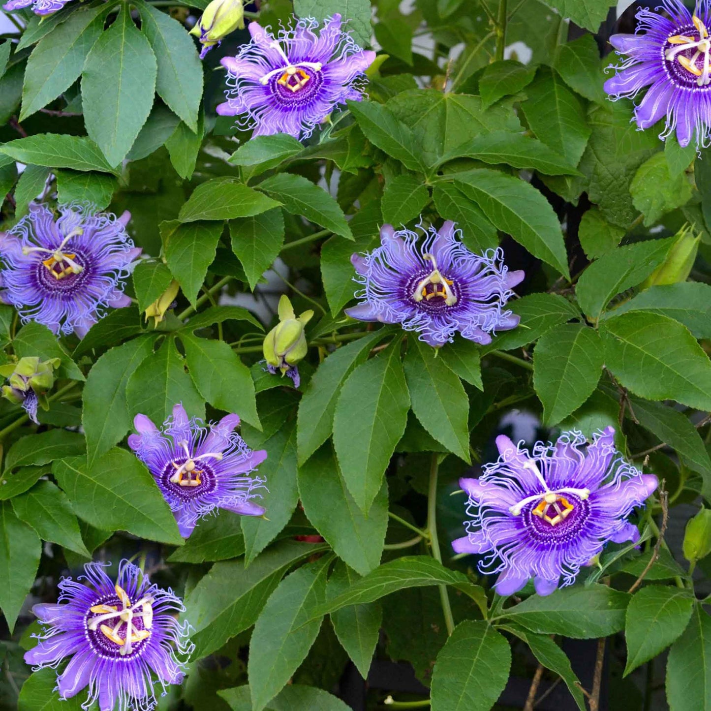 Eden Brothers Passiflora Seeds - Purple Passion Flower