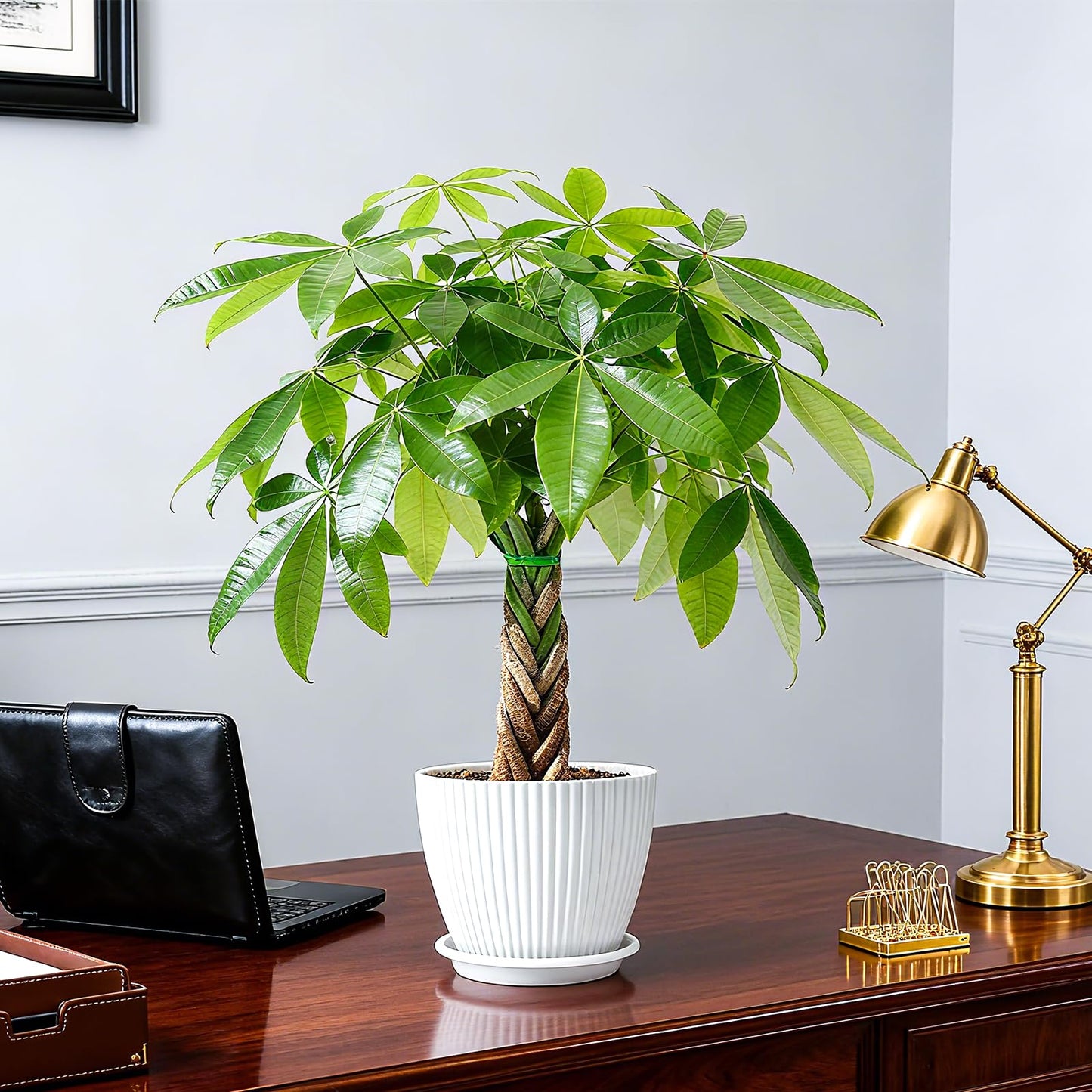 Sprout N Green Small Money Tree with 5 Lucky Braid, Live Plant with White Stripe Pot, Decoration for Indoor Home Office Tabletop Windowsill Side Table, Housewarming Christmas Gift, 8-10" Tall