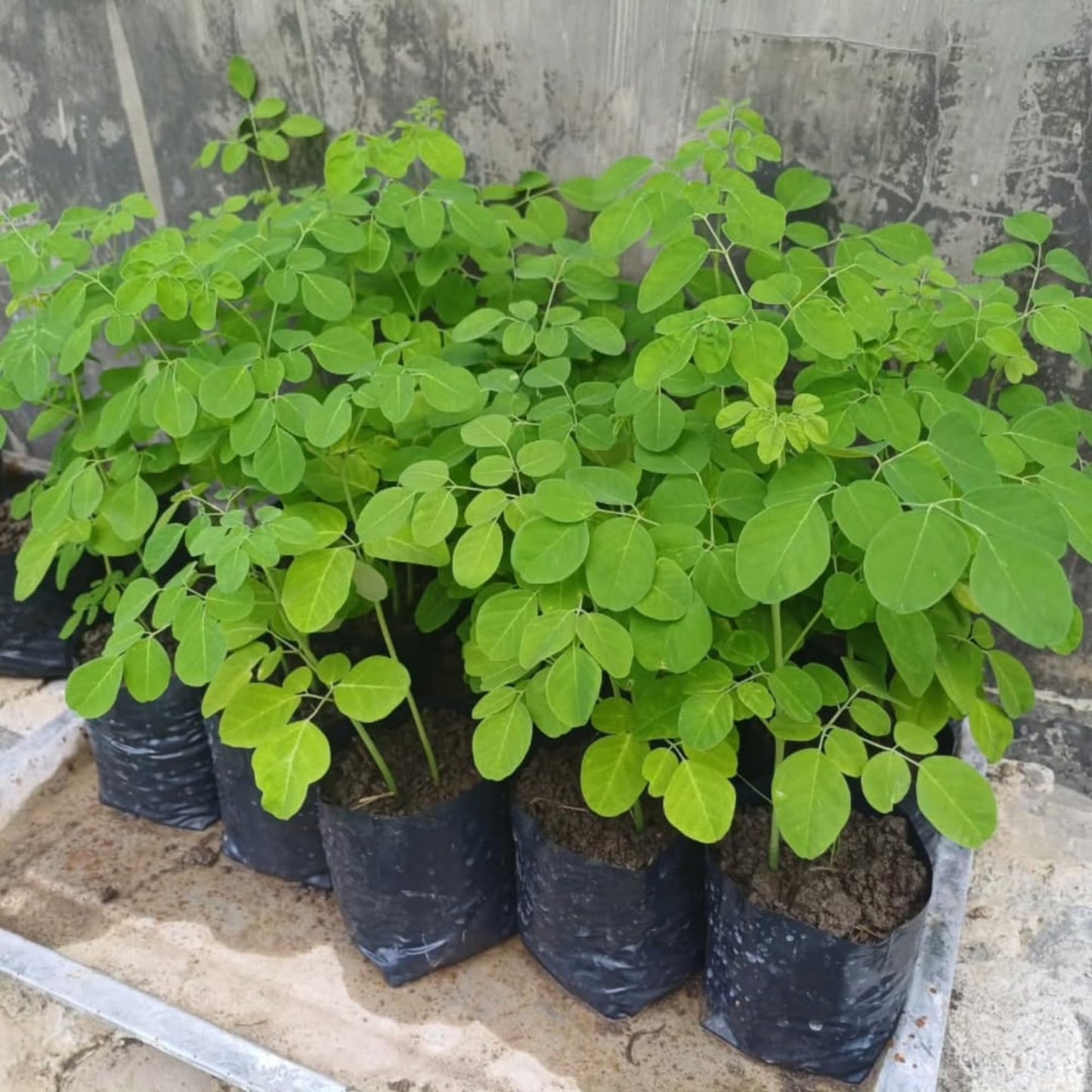 2 Moringa Trees Plants Live for Planting, Moringa Oleifera, Malunggay Well Rooted, 6 to 10 Inches Tall, No CA