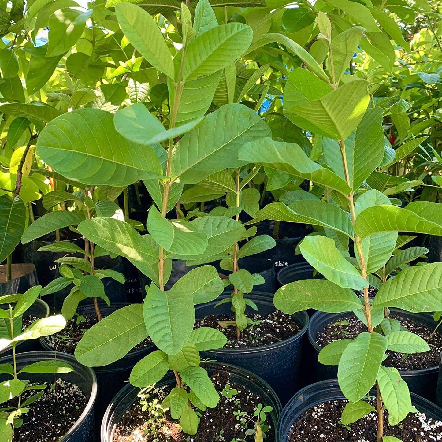 seedless Guava Tree (Psidium guajava) Tropical Live Plant 1’-2’