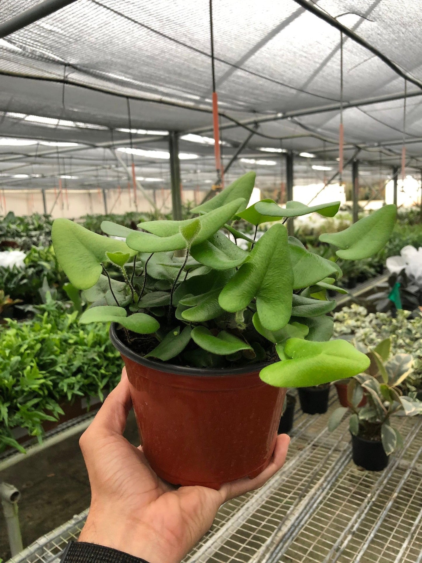Fern 'Heart' | Live Plant for Indoor & Outdoor | for Living Room, Office, Bathroom | (6" Pot)