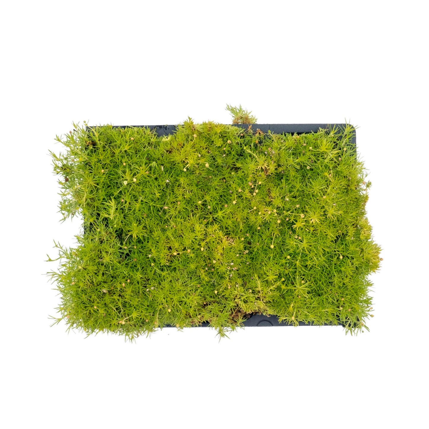6 Scottish Moss – Soft Golden Evergreen Groundcover for Rock Gardens, Pathways & Containers (Sagina subulata ‘Aurea’) in 2.5″ Cubes, Live Plants
