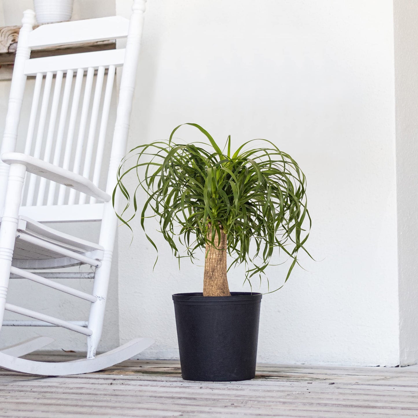 Ponytail Palm Live Plant 18–24 inches Tall in 10 inch Pot, Drought Tolerant Easy Care Indoor Succulent Tree for Modern Home and Office Decor by United Nursery