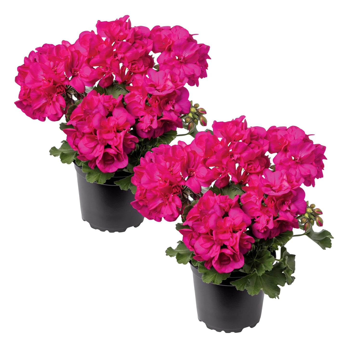 Live Flowering Zonal Geraniums - Pink (2 Plants Per Pack) - Beautiful Spring Flowers - 12" Tall by 5" Wide in 1 Qt Pot