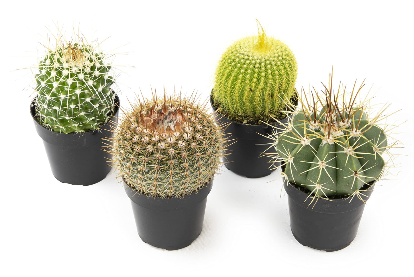 Altman Plants, Assorted Cactus Plants Live Plants (4 Pack), Live Cactus Plant Live Succulents Plants Live Houseplants, Cacti Live Indoor Plants Succulent Plants House Plants in Cactus Soil Potting Mix