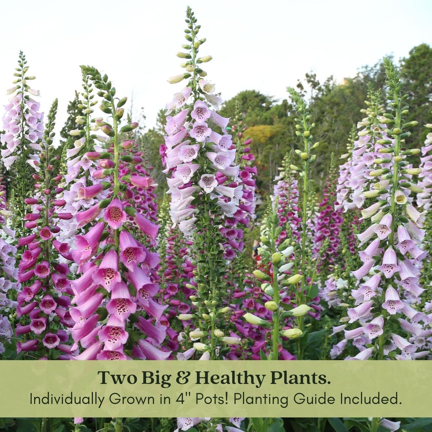 Clovers Garden Foxglove Dalmatian Mix Plants Two (2) Live Plants Non-GMO - Each 4" to 8" Tall in 4" Pots Heirloom Perennial, Pollinator Friendly Lavender, Purple, Pink, Cream, and White
