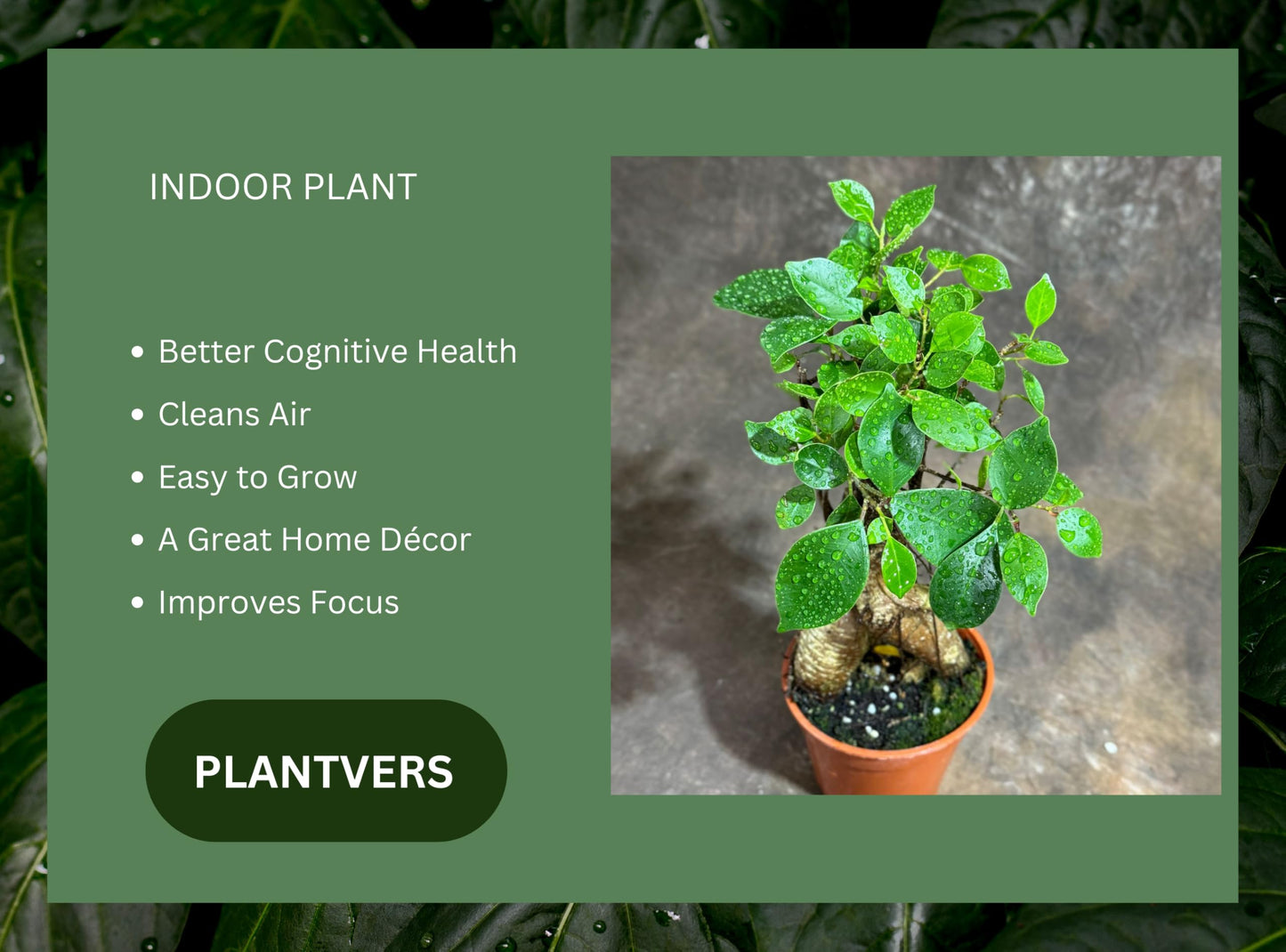 PLANTVERS Bonsai Ginseng in 4" Grow Pot – Ficus Macrocarpa – Bonsaificus – Live Indoor Bonsai Tree – Easy Care Houseplant – Dwarf Ficus Plant for Home or Office Décor
