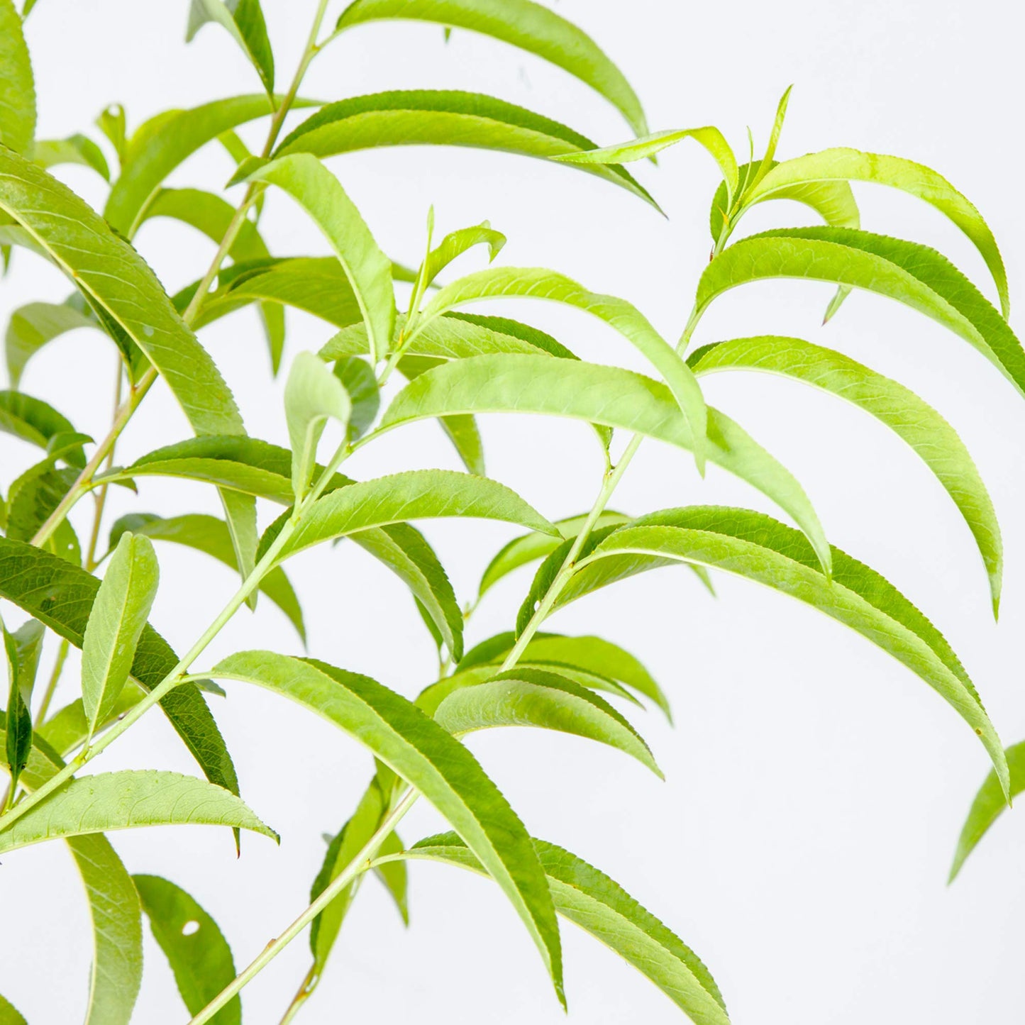 Perfect Plants Flordacrest Peach Tree Live Plant, Produces Fruit, 4-5ft, Includes Care Guide