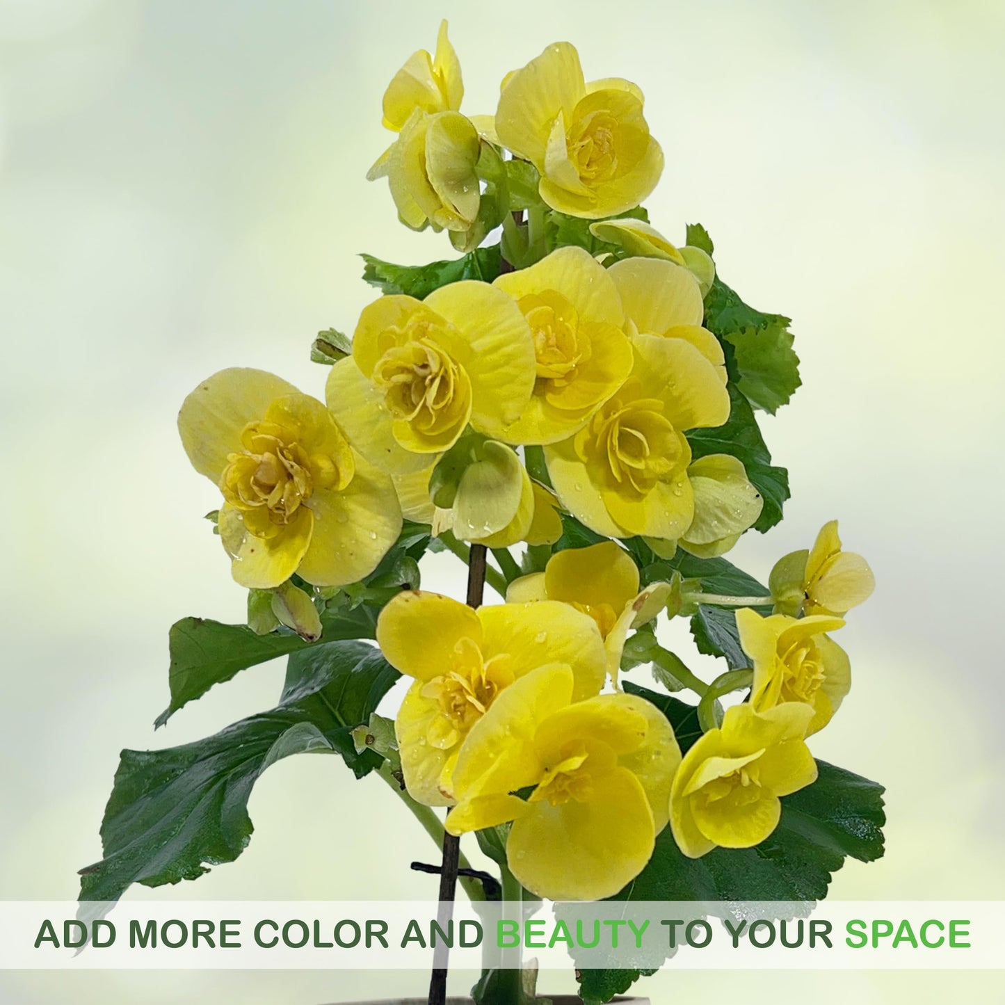LEAL PLANTS ECUADOR Begonia Yellow (Pack of 2) – Attractive Flowering Indoor Plant,Easy Care, Air-Purifying House Plant for Wellness & Home Decor, Office Desk,Unique Sustainable Gift for Plant Lovers