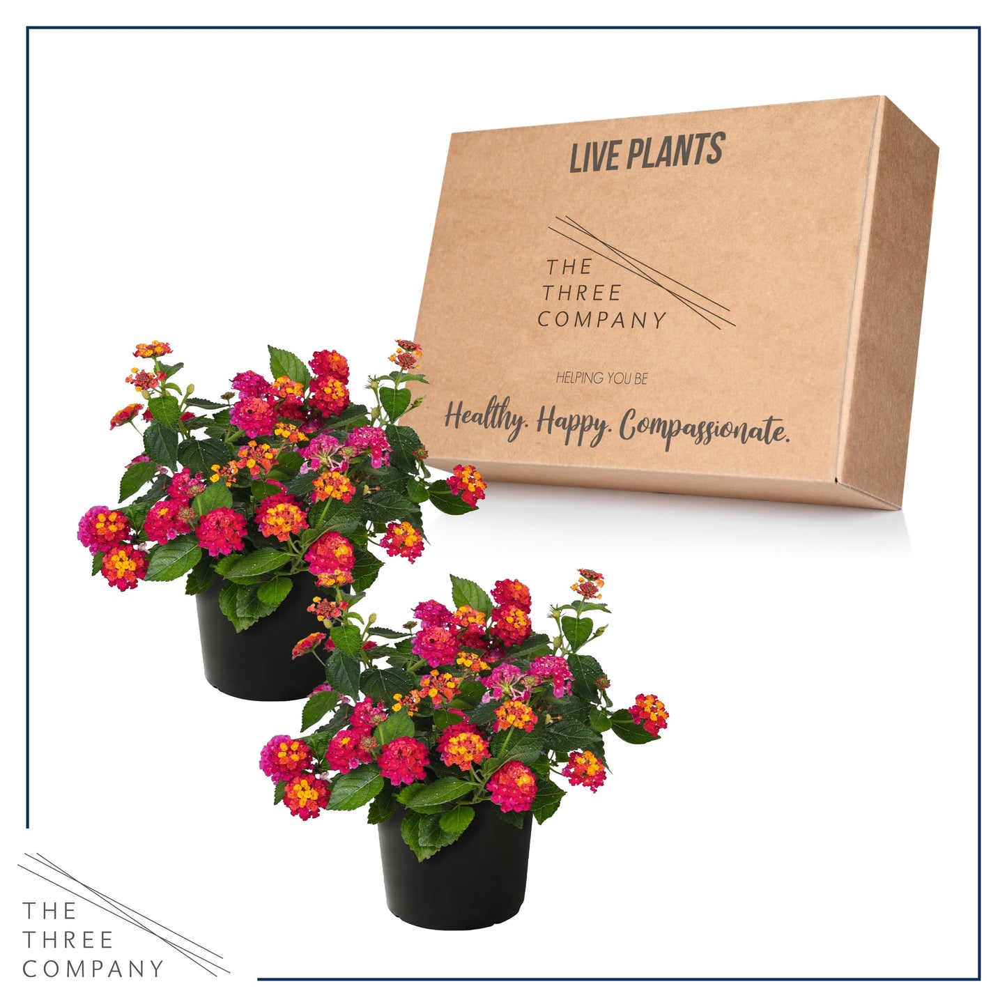 Live Flowering Lantana - Havana Sunset - Color Mix (2 Plants Per Pack) - Grower's Choice Multi Color Blooms, Healthy Blooming Pollinator, 8" Tall by 5" Wide in 1 Qt Pot
