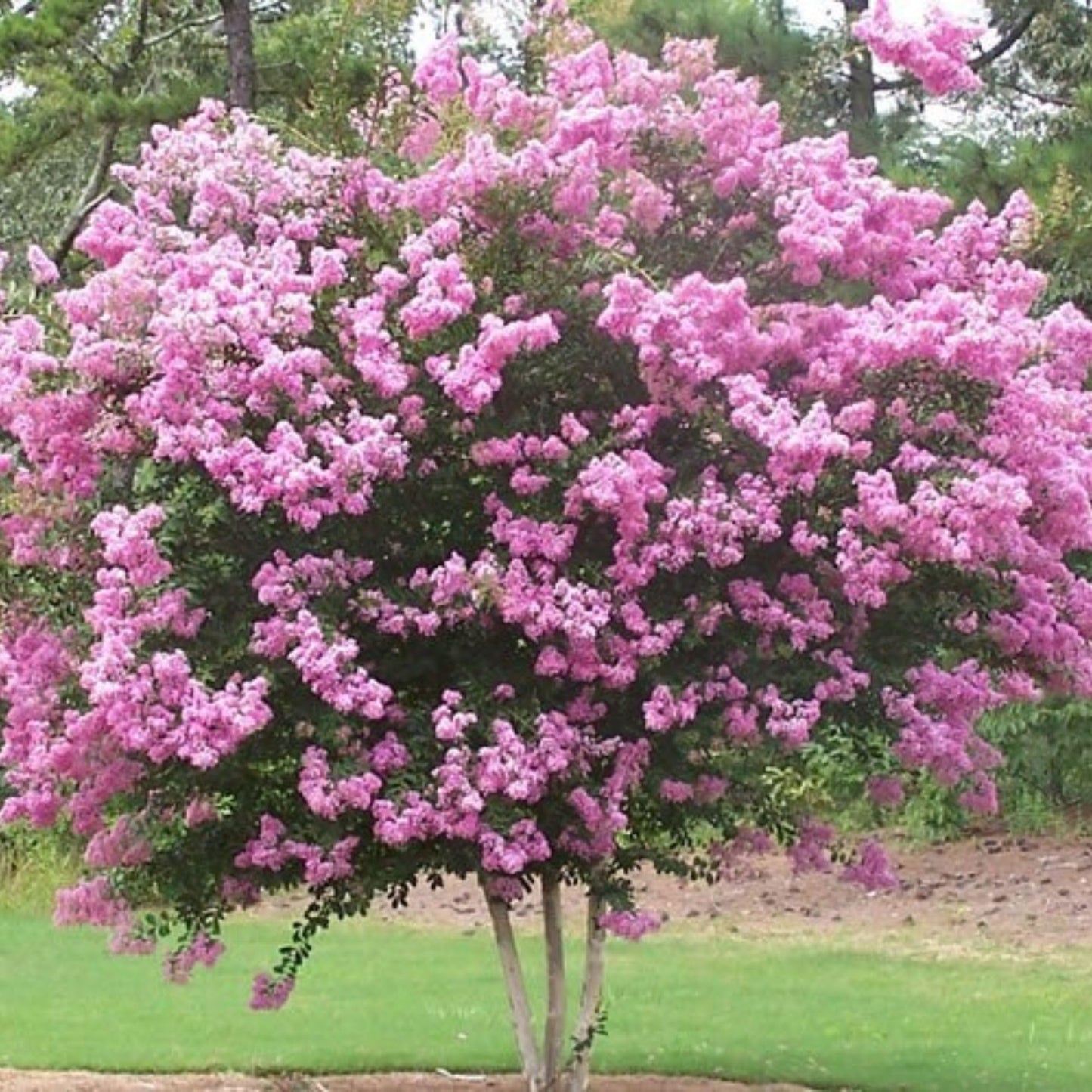 TriStar Plants - Crape Myrtle - Rhapsody in Pink, Lagerstroemia Indica, 1 Gallon Trade Pot, Pink Crape Myrtle, Summer Blooms, Fast Growing Tree