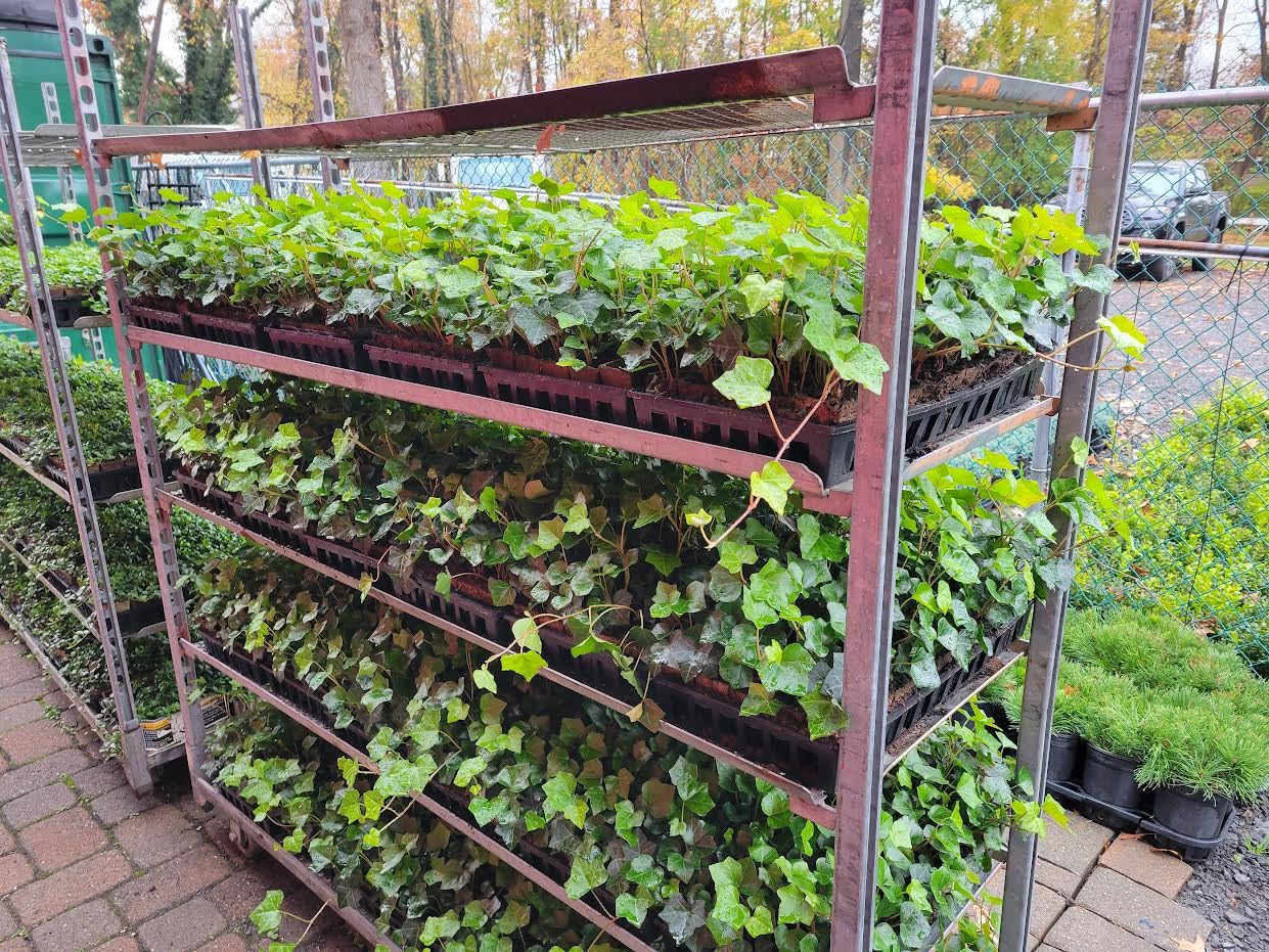 English Ivy Hardy Groundcover/Climbing Vine 50 Plants 2" Pots