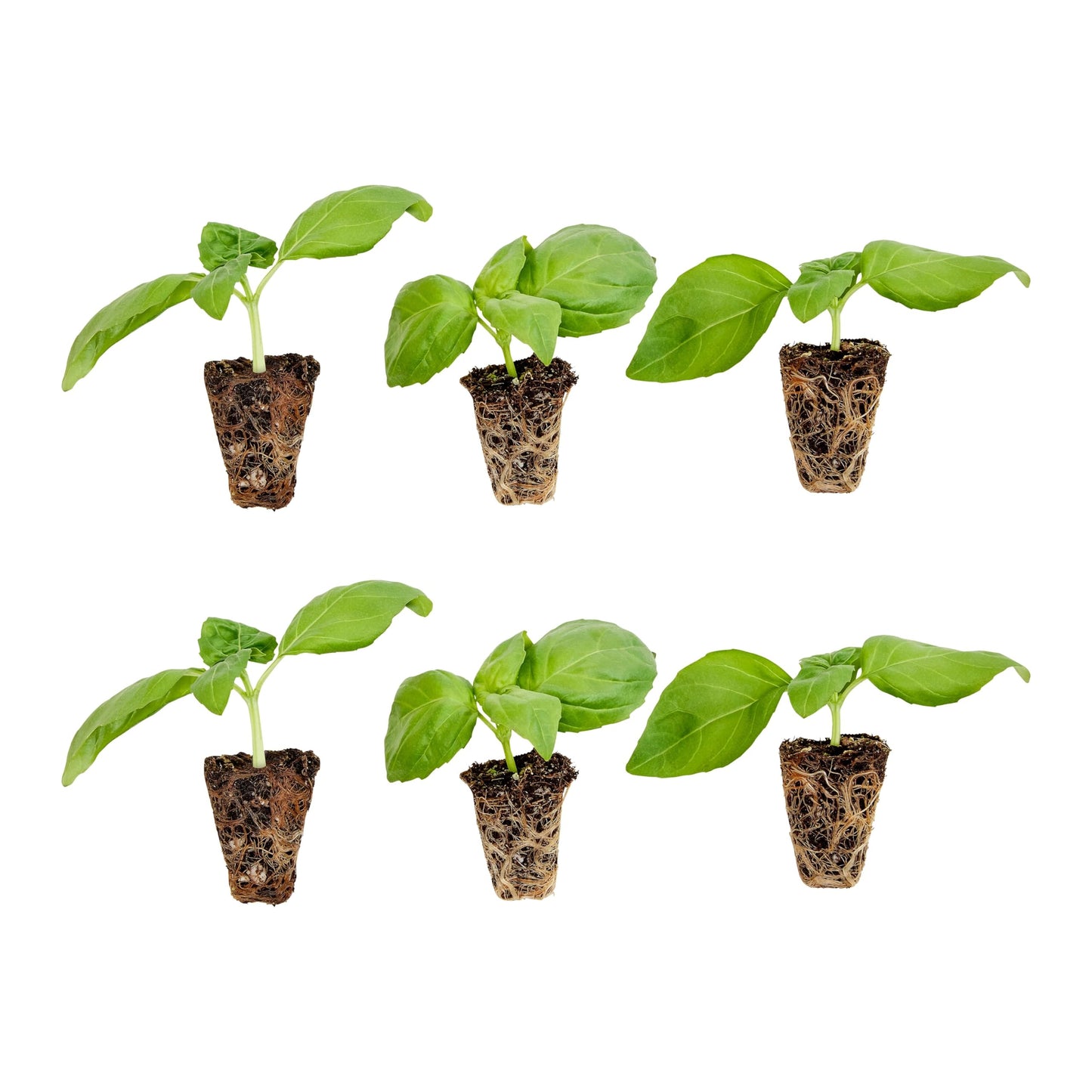 Bonnie Plants Sweet Basil Plug, Live Plant, for Salads, Drinks, Asian and Italian Dishes, Full Sun, 3 Cubic in., 6 Pack