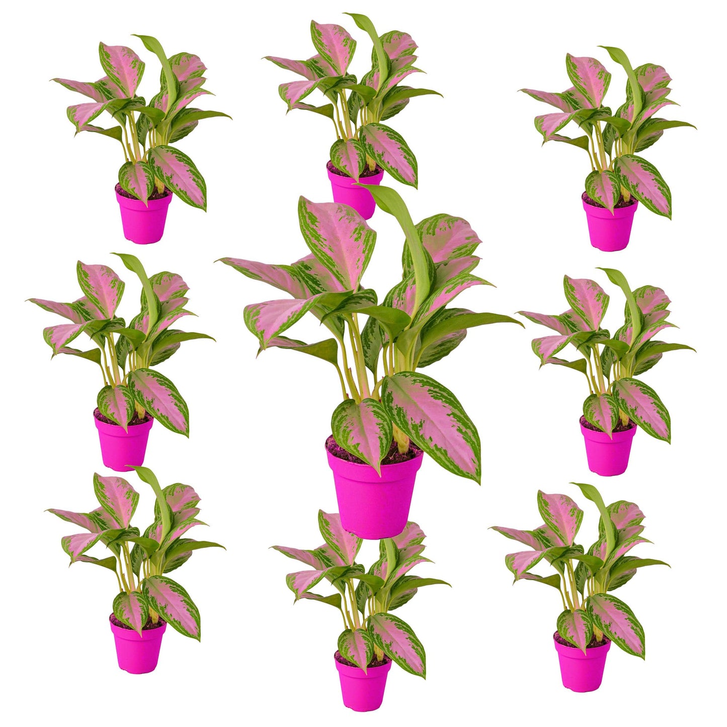 9 Pack Chinese Evergreen 'Silver Bay' in 6in Pot - Live Plants Tropical Houseplants | Variegated | USA Growers | The Snobby Leaf