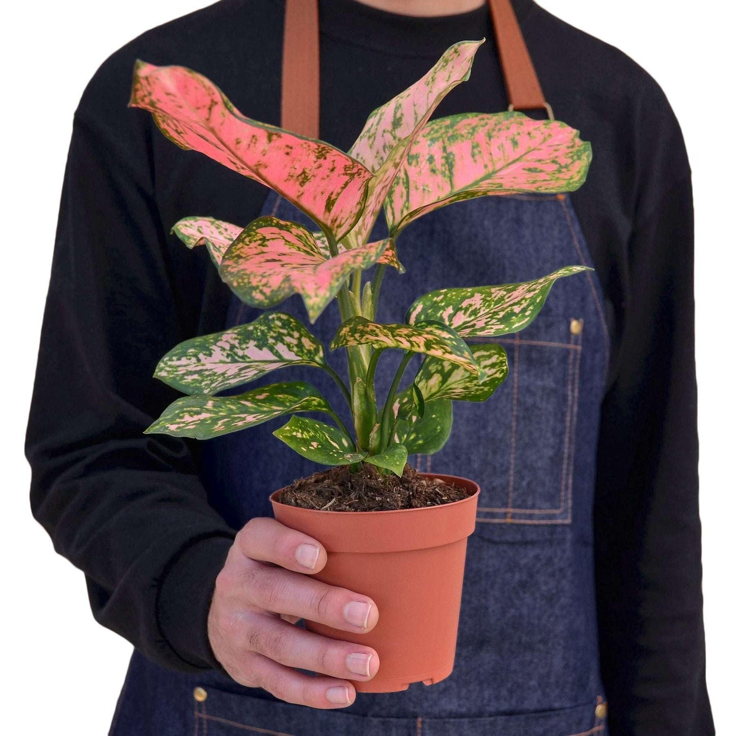 Chinese Evergreen Lady Valentine Live Plant for Indoor | Different Houseplants in 4'' & 6'' Pot | Real House Plant for Living Room, Office, Desk & Bathroom | Aglaonema