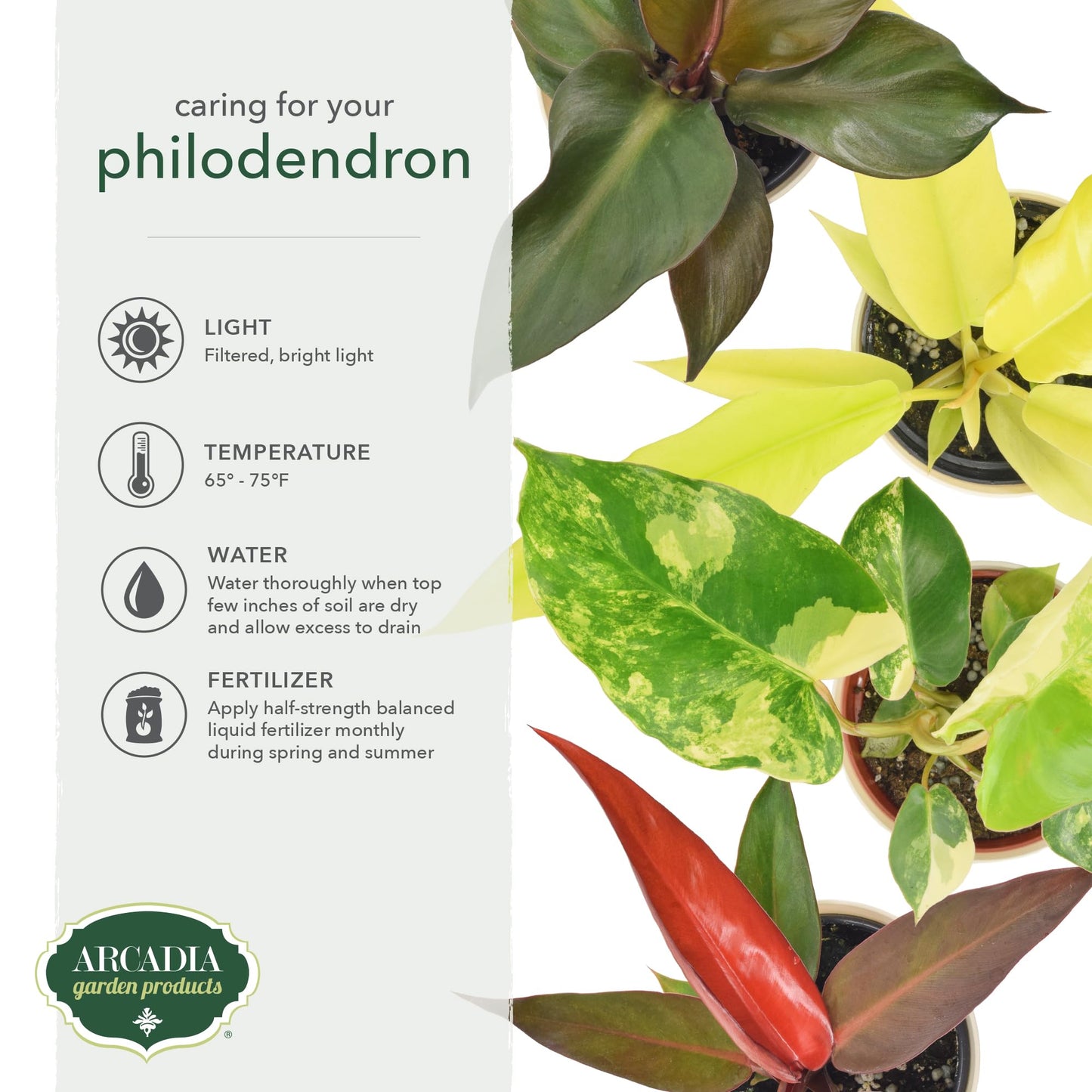 Arcadia Garden Products Live Red Heart Philodendron Rare Indoor Houseplant in Plastic Pot, Tropical Plant Collector Gift for Home and Garden Decor, 4-inch, Beige