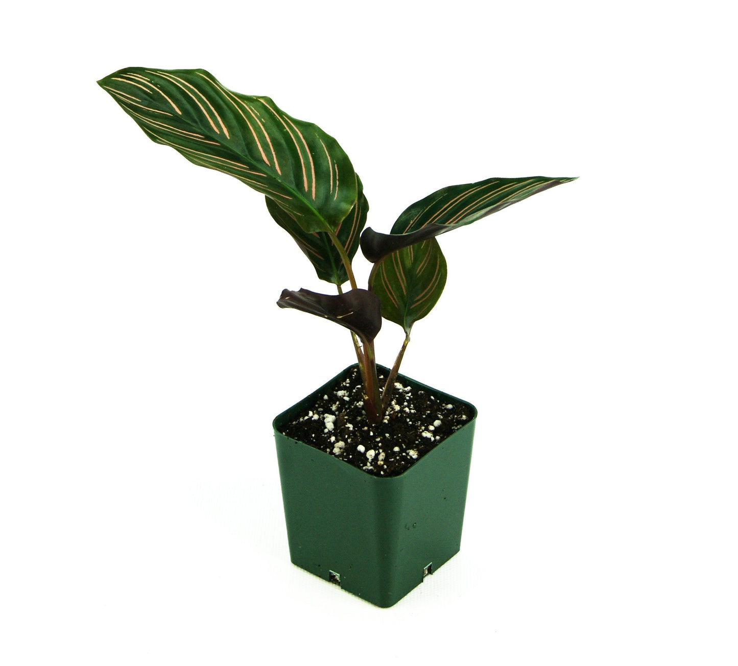 Josh's Frogs Calathea Prayer Plants (Pinstripe)