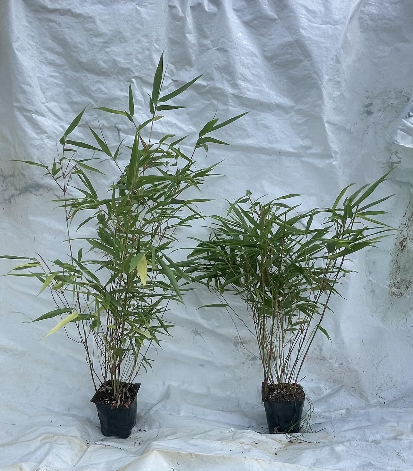 Live Plant - Scabrida Bamboo-fargesia-Rooted Plant-Clumping Non-Invasive-Cold Hardy-18-24”