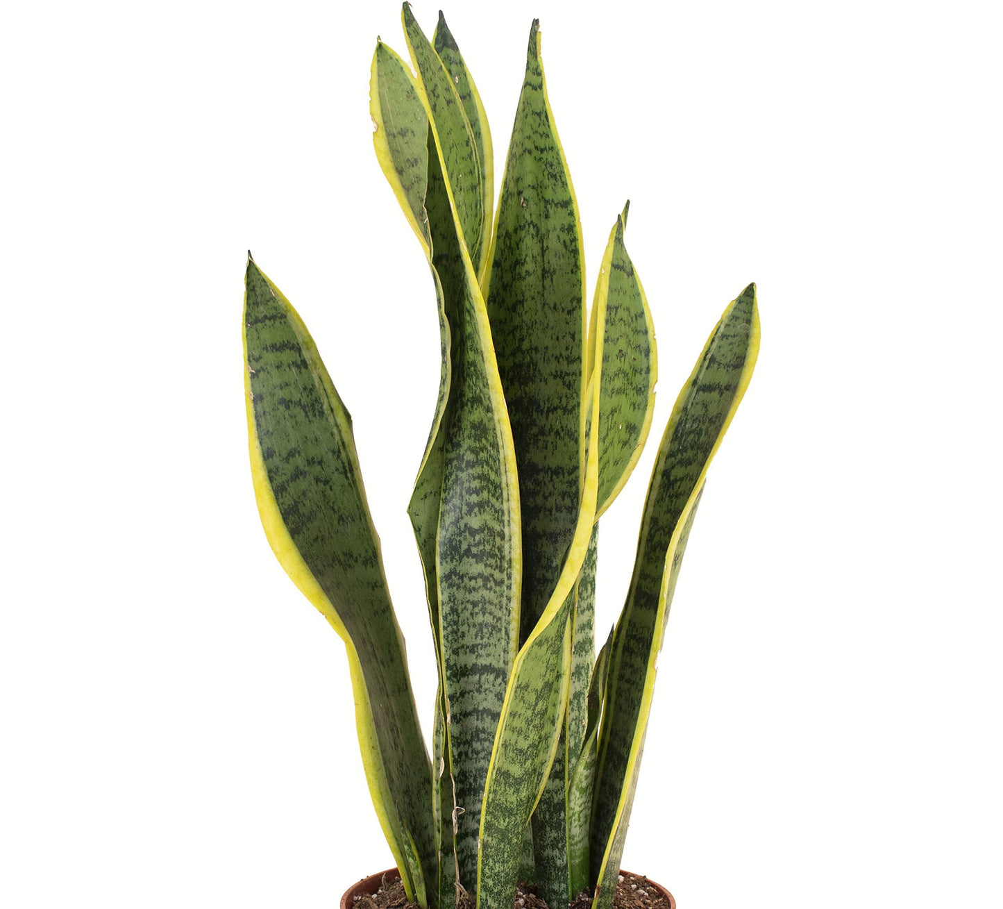 Shop Succulents | Standing Collection | Hand Selected, Air Purifying Live Sansevieria Laurentii Snake Indoor House Plant in 6" Grow Pot