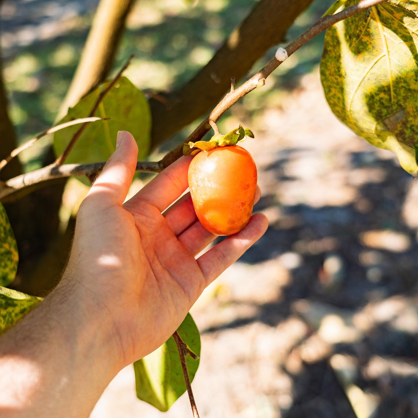 Perfect Plants Saijo Persimmon Tree 3 Gallon | Live Fruit Tree for Gardening | Sweet Edible Fruits
