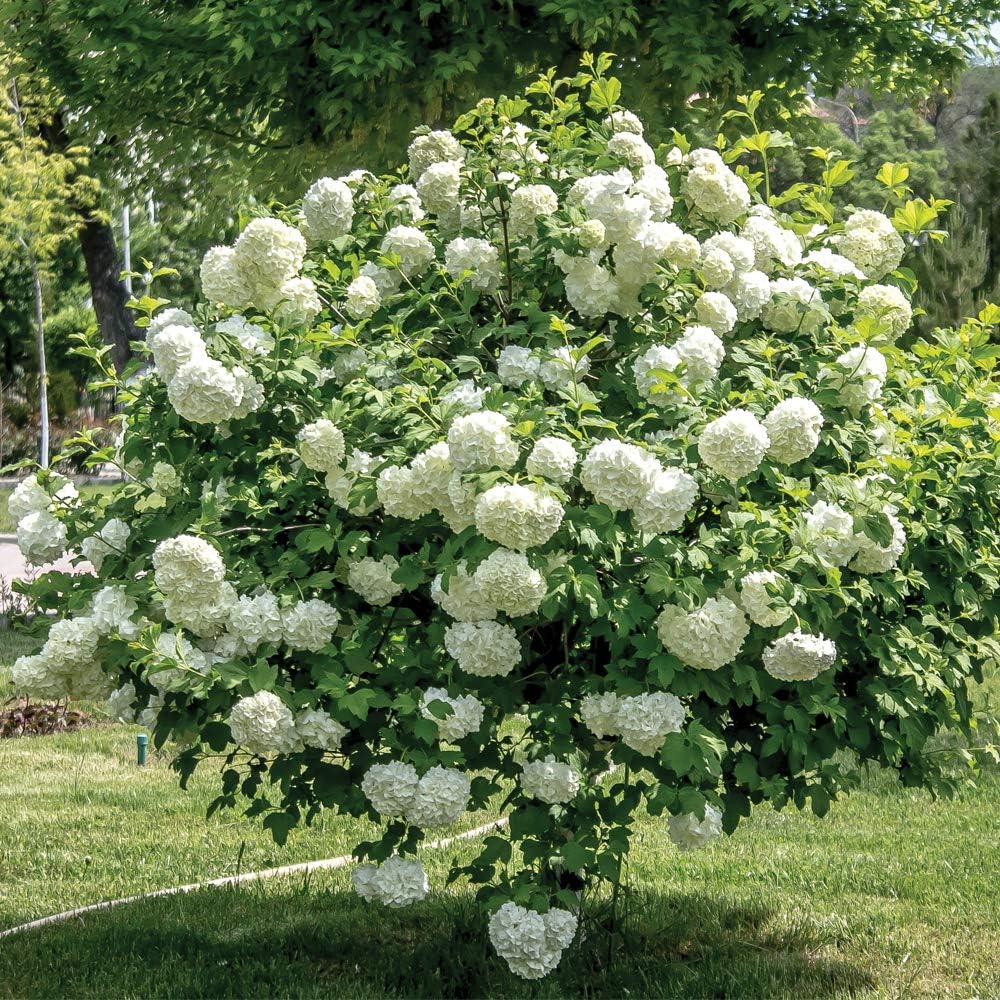 Old Fashion Viburnum Plant Live for Planting, Snowball Viburnum Live Plant 6 to 10 Inches Tall, 4 Inch Pot