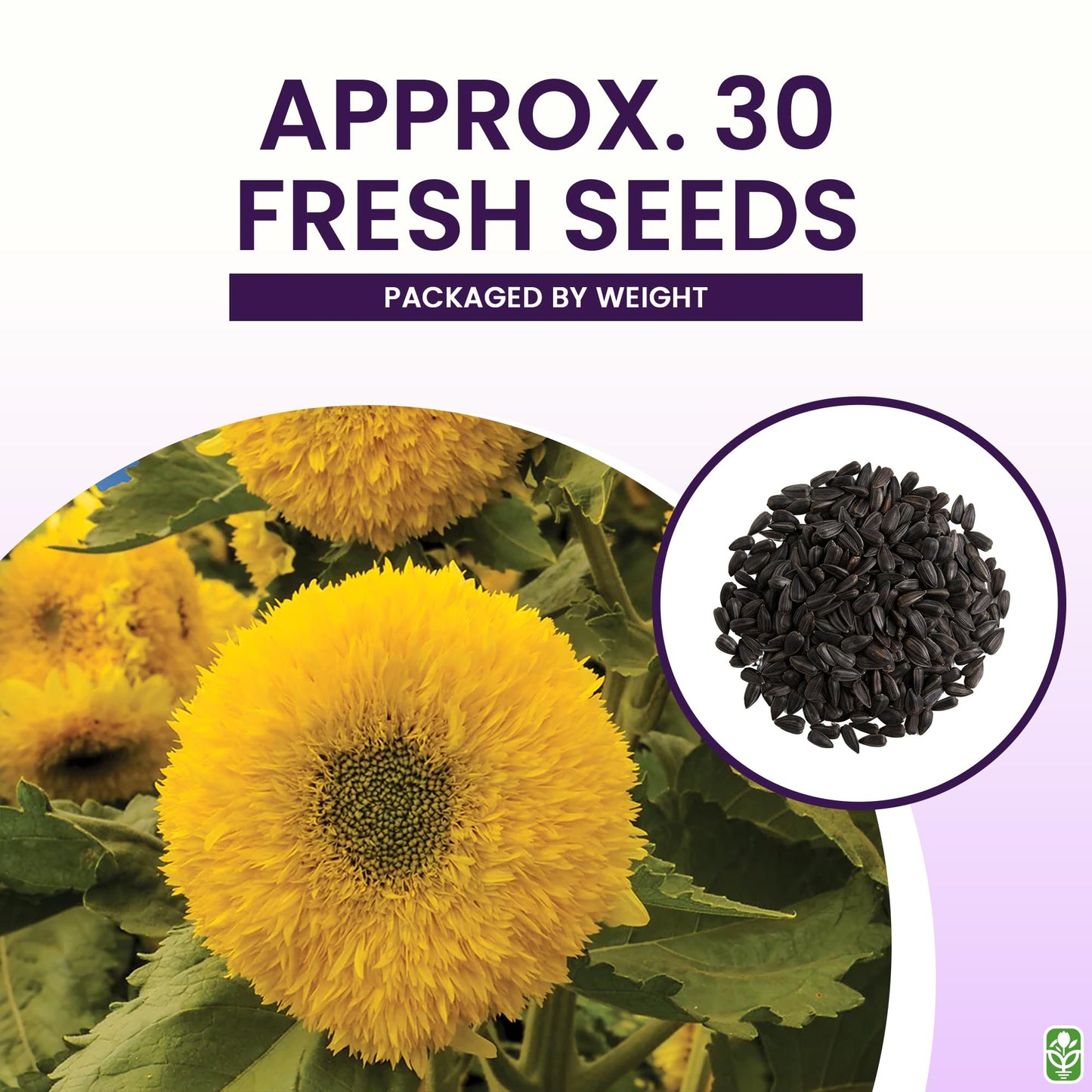 Marde Ross & Company Teddy Bear Sunflower Seeds 30+ Giant, Fluffy Blooms Heirloom Flower Seeds for Outdoor Planting Grows up to 7' Tall in Full Sun - Grown in the USA