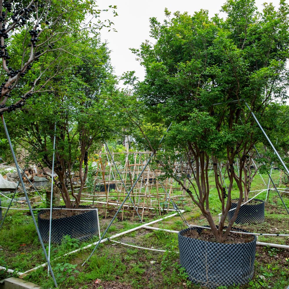 Jabuticaba Fruit Tree for Planting | Jaboticaba Live Tree | 2.5–3 Ft Potted Tropical Fruit Tree | Sweet Edible Berries for Home Gardens Patios & Containers | No Ship to CA,HI,AK