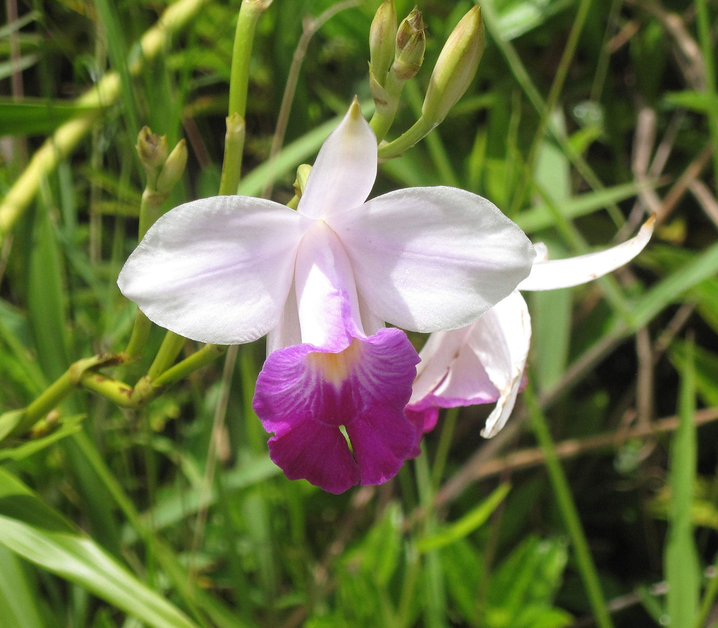Hawaiian Bamboo Orchid Plant Root - Live Tropical Orchid, Easy Care Indoor Outdoor Flowering Plant with Fragrant Purple Blooms, Hawaii Grown Orchid