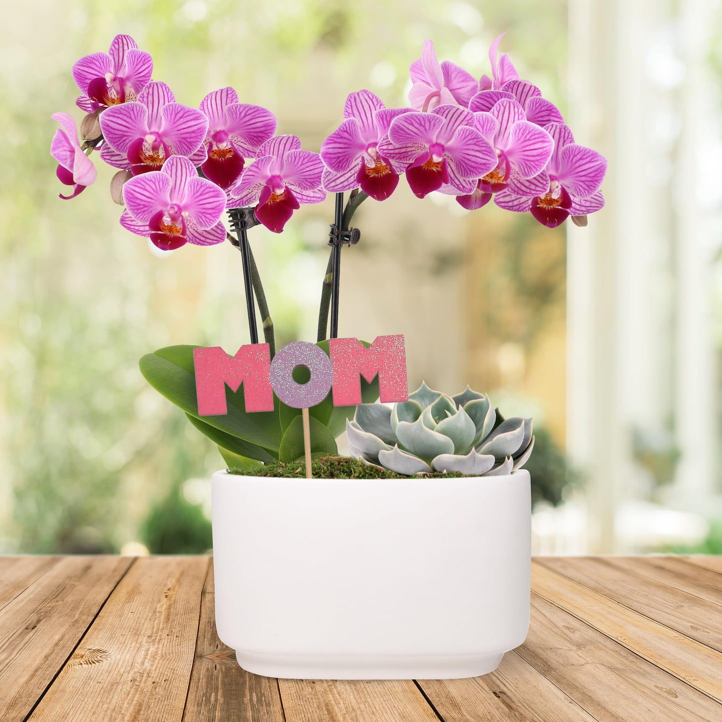 Green Circle Growers 4" Pink Orchid and Succulent Duo in White Pot with Mom Pick, Live Indoor Plants, House Plant