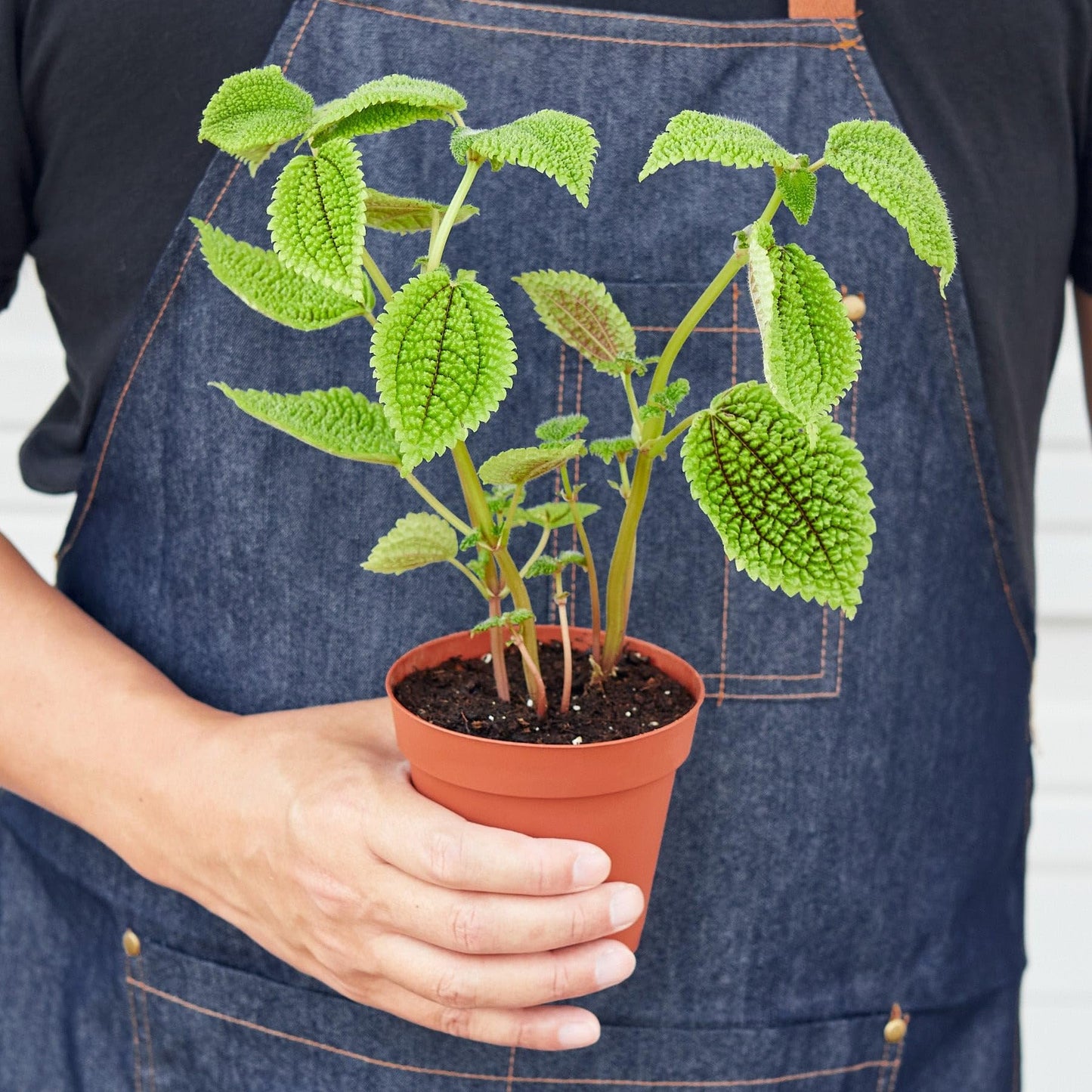 Pilea Moon Valley | Live Plant for Indoor & Outdoor | for Living Room, Office, Bathroom | (4" Pot)