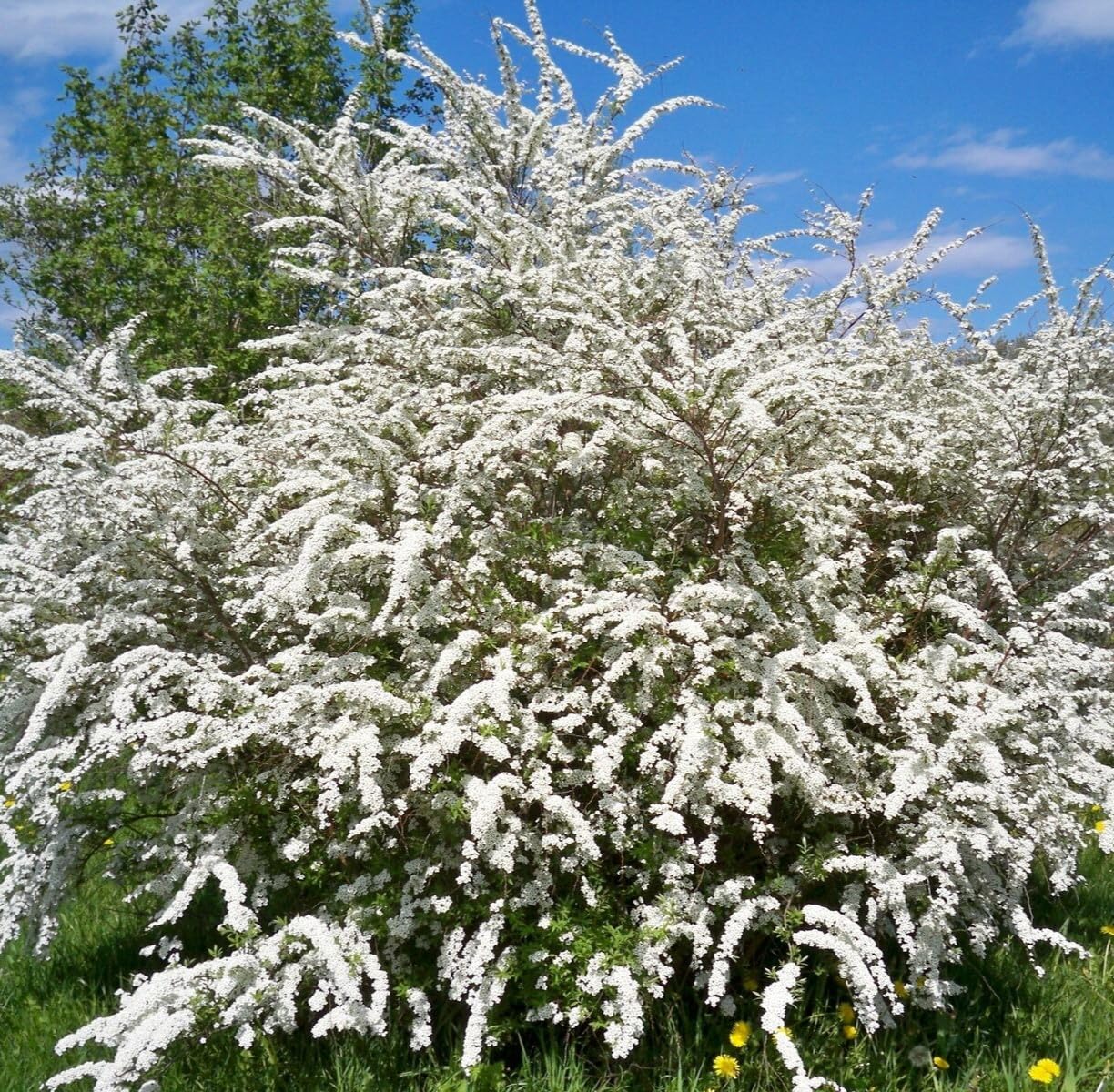 Live Plant - Snowmound Spirea Mounded Shrub - 6-12" Tall Seedling - Live Plant - Quart Pot