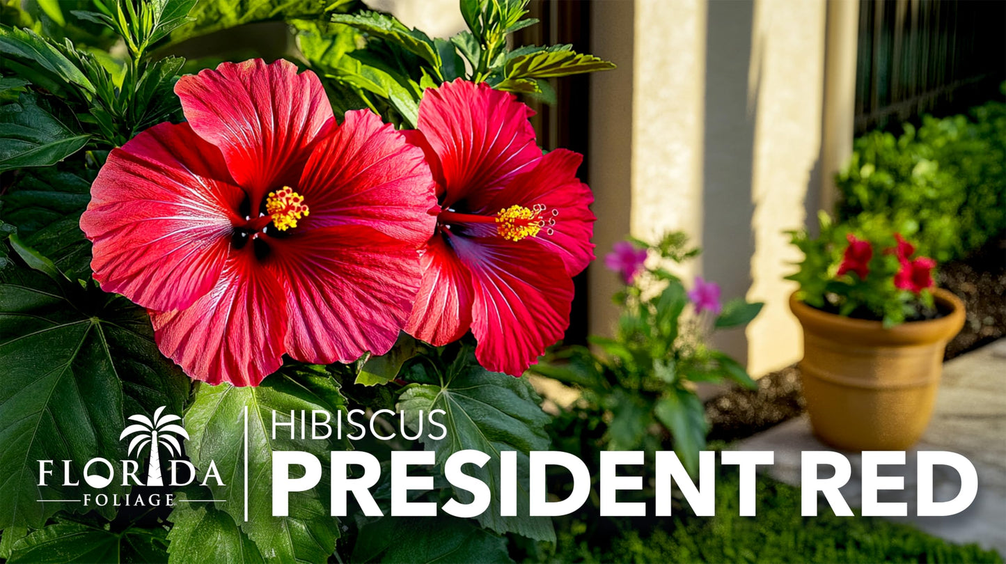 Hibiscus President Red | 3 Live Plants | Hibiscus Rosa-Sinensis | Vibrant Red Blooms | Tropical Garden Beauty | Eye-Catching Flowering Shrub