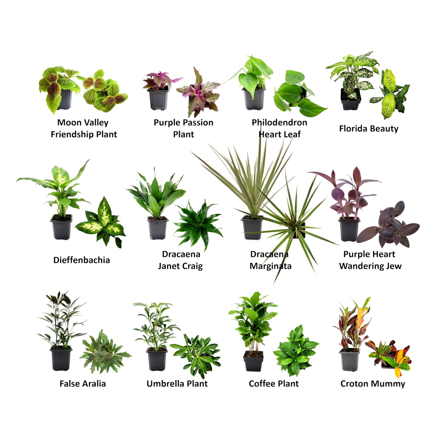 4PK 3'' Pot Live Plant Collection, No Duplicates for up to Four Packs (16 Plants), Live Indoor Houseplants, Live House Plants, Easy to Grow, Indoor Gardening, Home, Office Décor, Gifts