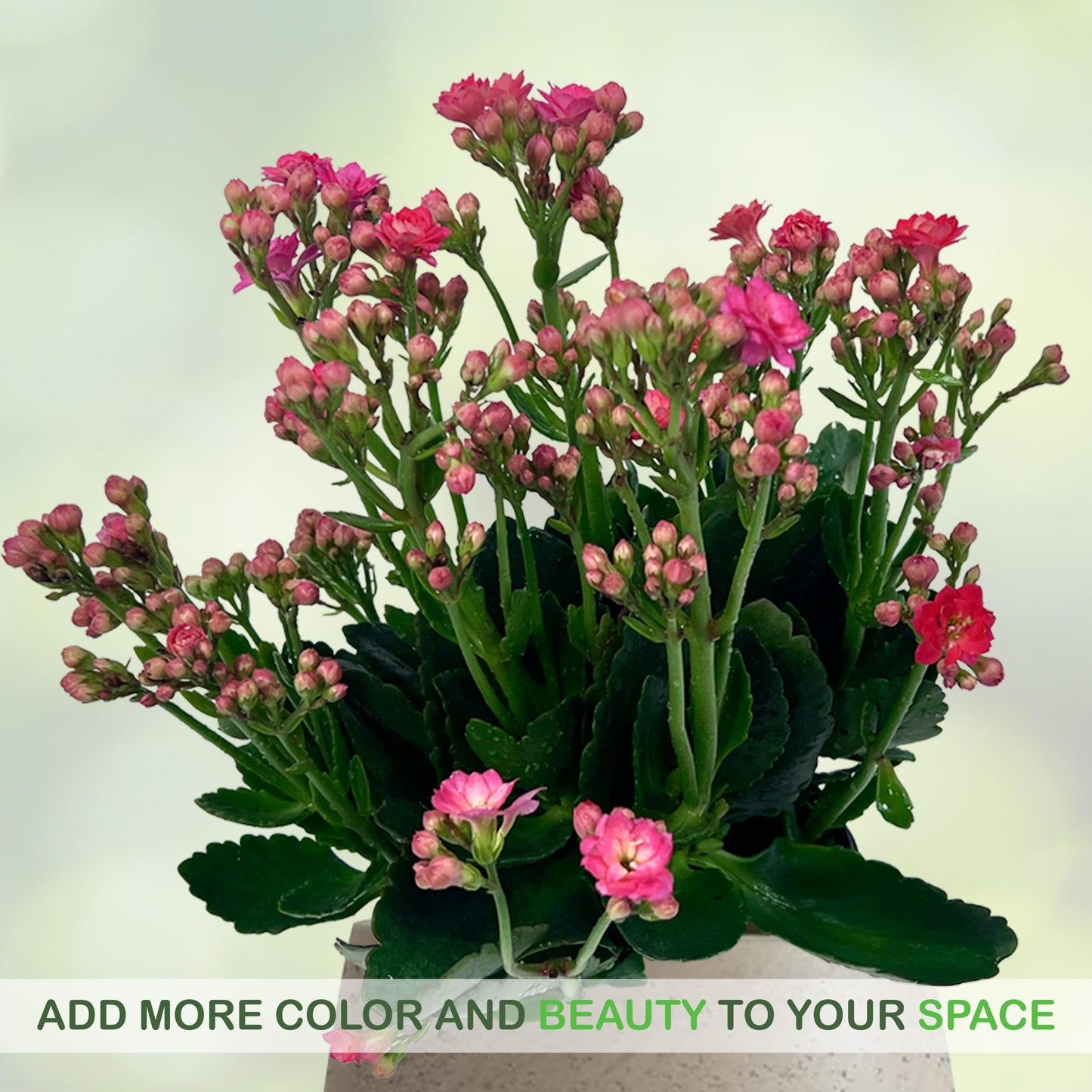 LEAL PLANTS ECUADOR Kalanchoe Plant Pink Light (Pack of 2) Vibrant, Long-Lasting Blooms & Easy Care,Air-Purifying, Perfect for Home Decor, Unique Gift for Plant Lover