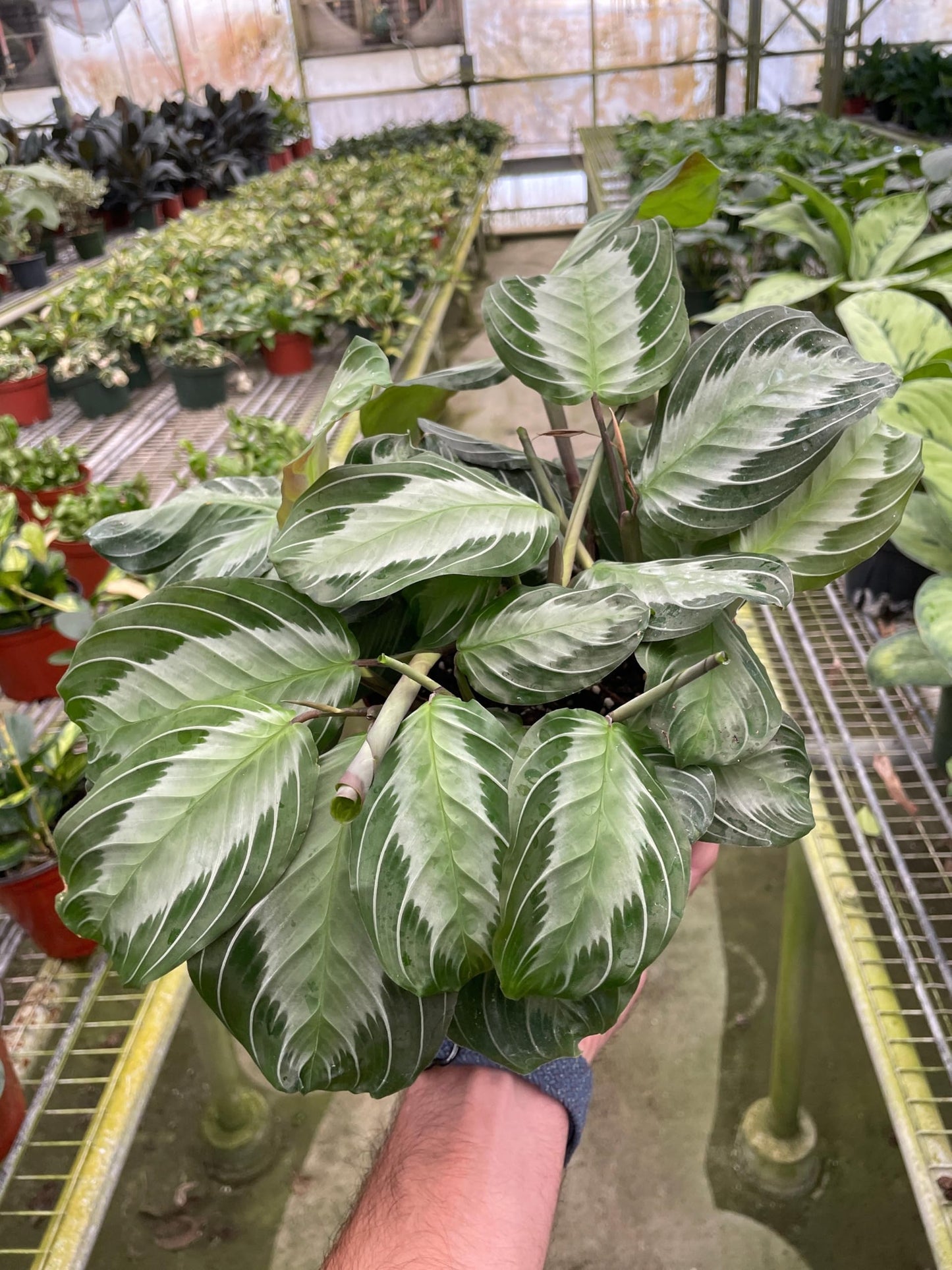 Maranta 'Silver Band' | Live Plant for Indoor & Outdoor | for Living Room, Office, Bathroom | (6" Pot)