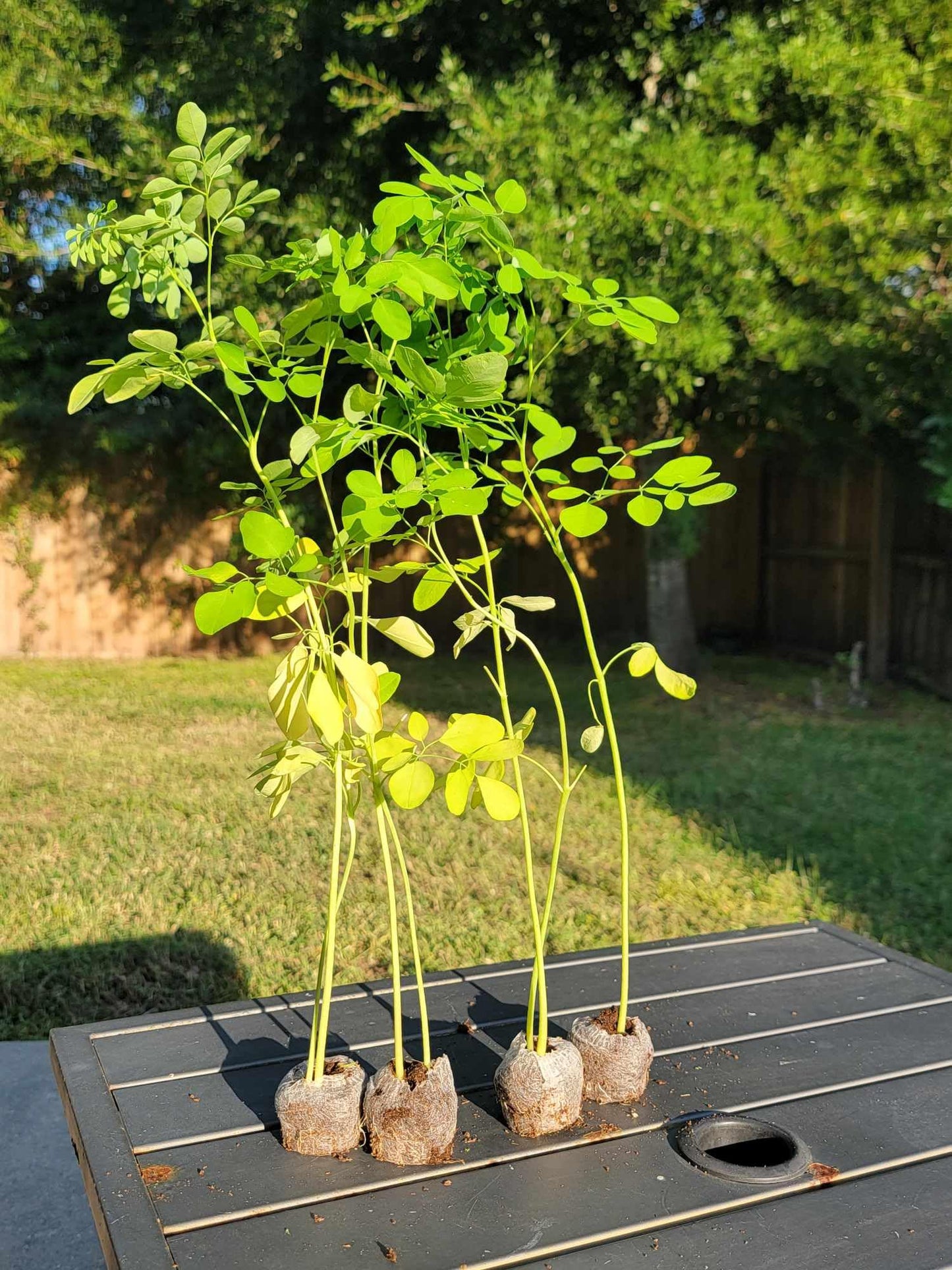 Generic Moringa Trees 3 Live Moringa Plants with Moringa Seeds - Organically Grown - Non-GMO - Miracle Tree - Moringa Oleifera - Herb, Green