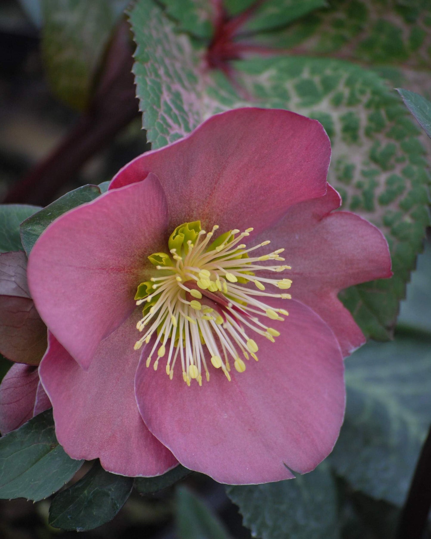 Perennial Farm Marketplace Helleborus Frostkiss® Penny’s Pink (Lenten Rose) Live Perennial, Size-#1 Container, Mauve Pink Late Winter to Spring Flowers with Marbled Evergreen Foliage