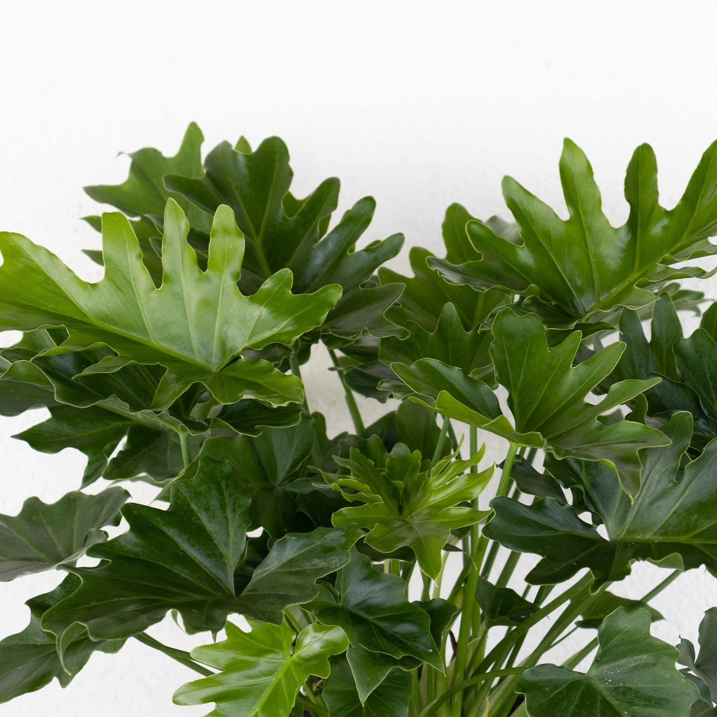 United Nursery Philodendron Selloum Live Plant 26-32 inches Tall Live Indoor Tree Philodendron 10 inch Plant Pot Large Air Purifying Floor Plant for Office, Patio or Home Decor