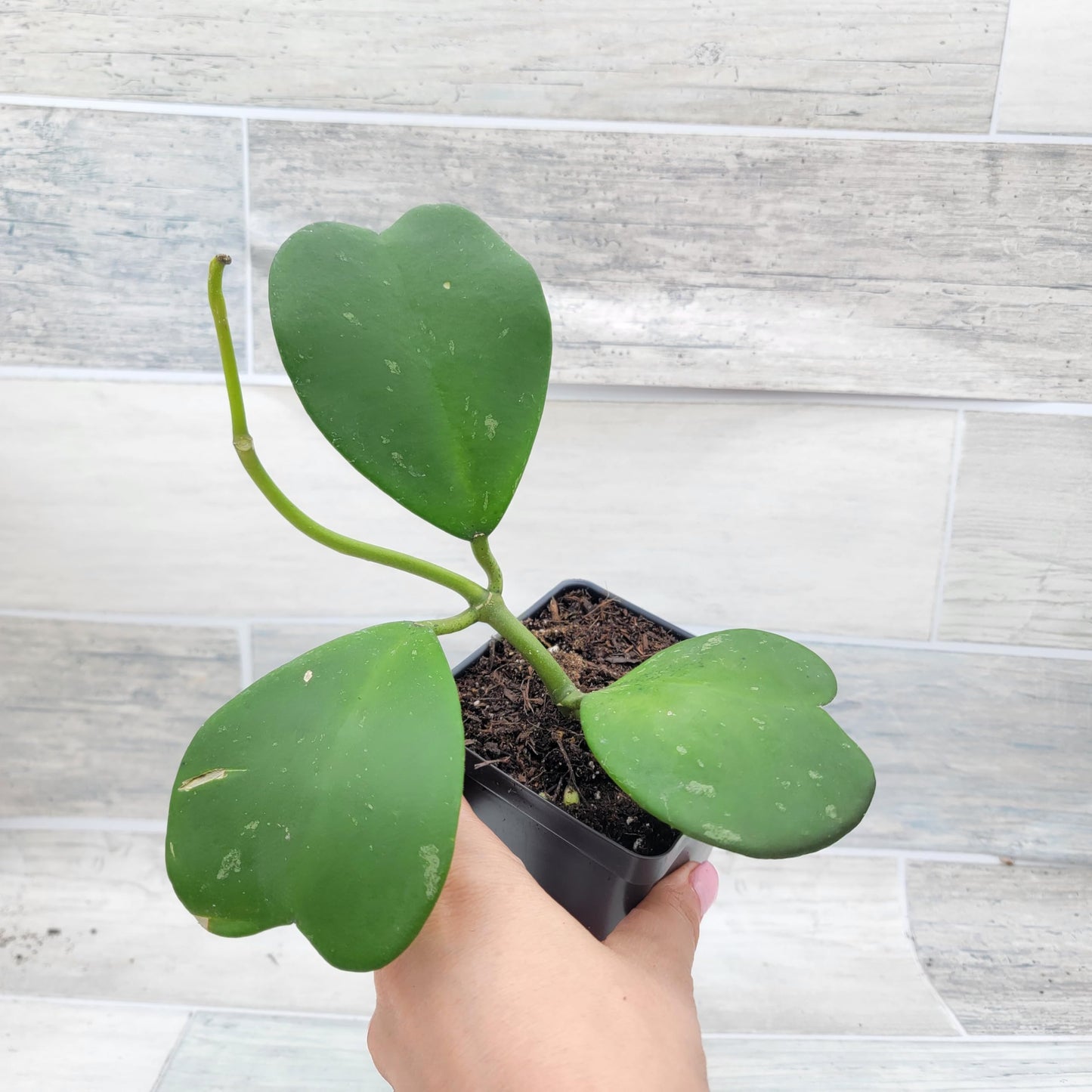 Hoya kerrii – Sweetheart Hoya (Valentine Hoya) | 4″ Fully Rooted Live Indoor Houseplant | Rare Heart-Shaped Leaf Wax Plant | Easy-Care Succulent Gift Plant for Home or Office