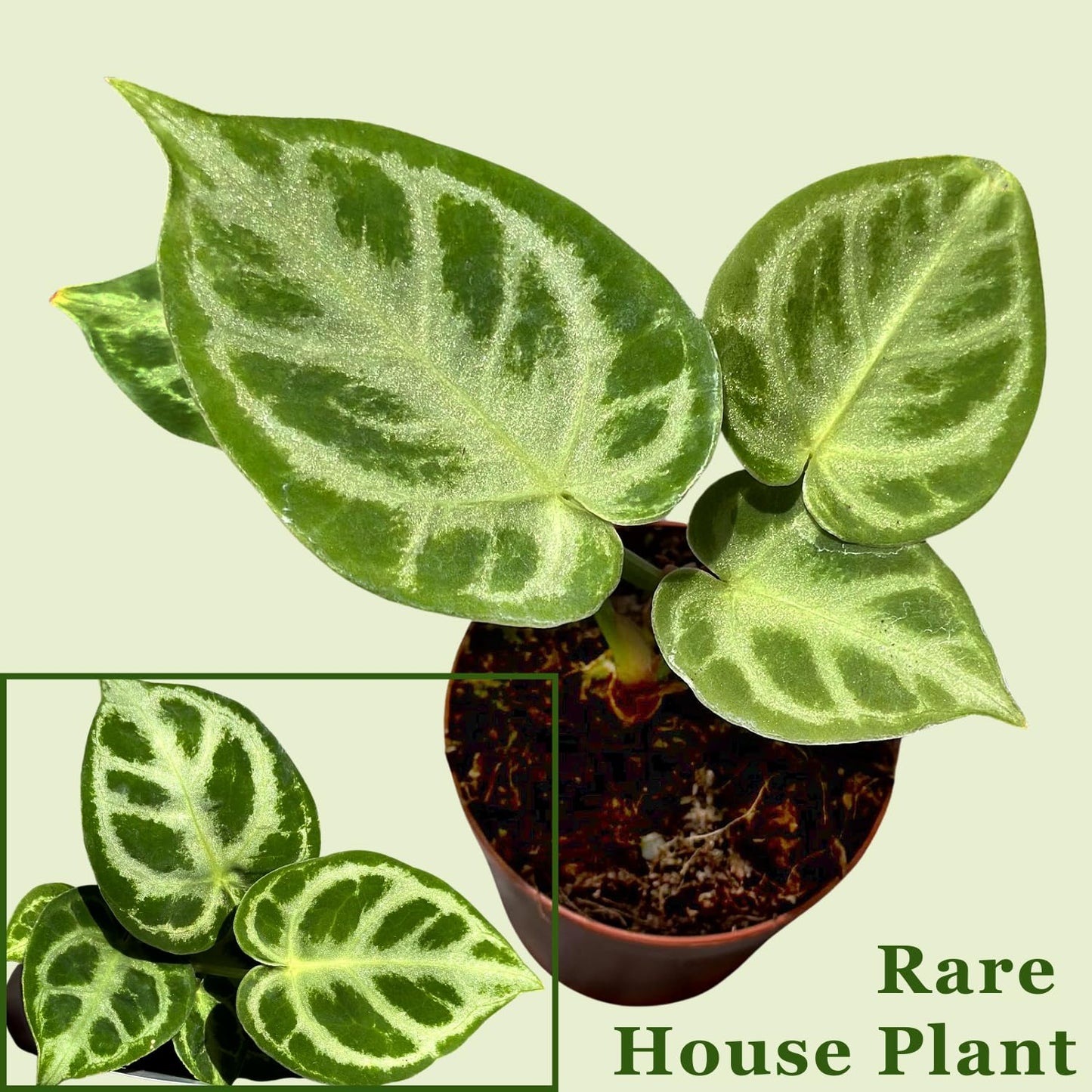 Anthurium Live Plant with 2" Planter - Anthurium Silver Blush - Easy to Care and Grow Air Purifying Indoor House Plants - Flowers for Home Office Wedding Decor & Giftable (Heat Pack Included)