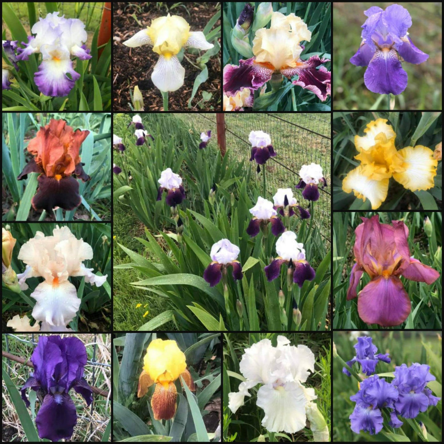 Bearded Iris Mixed Colors - for Planting - (5)