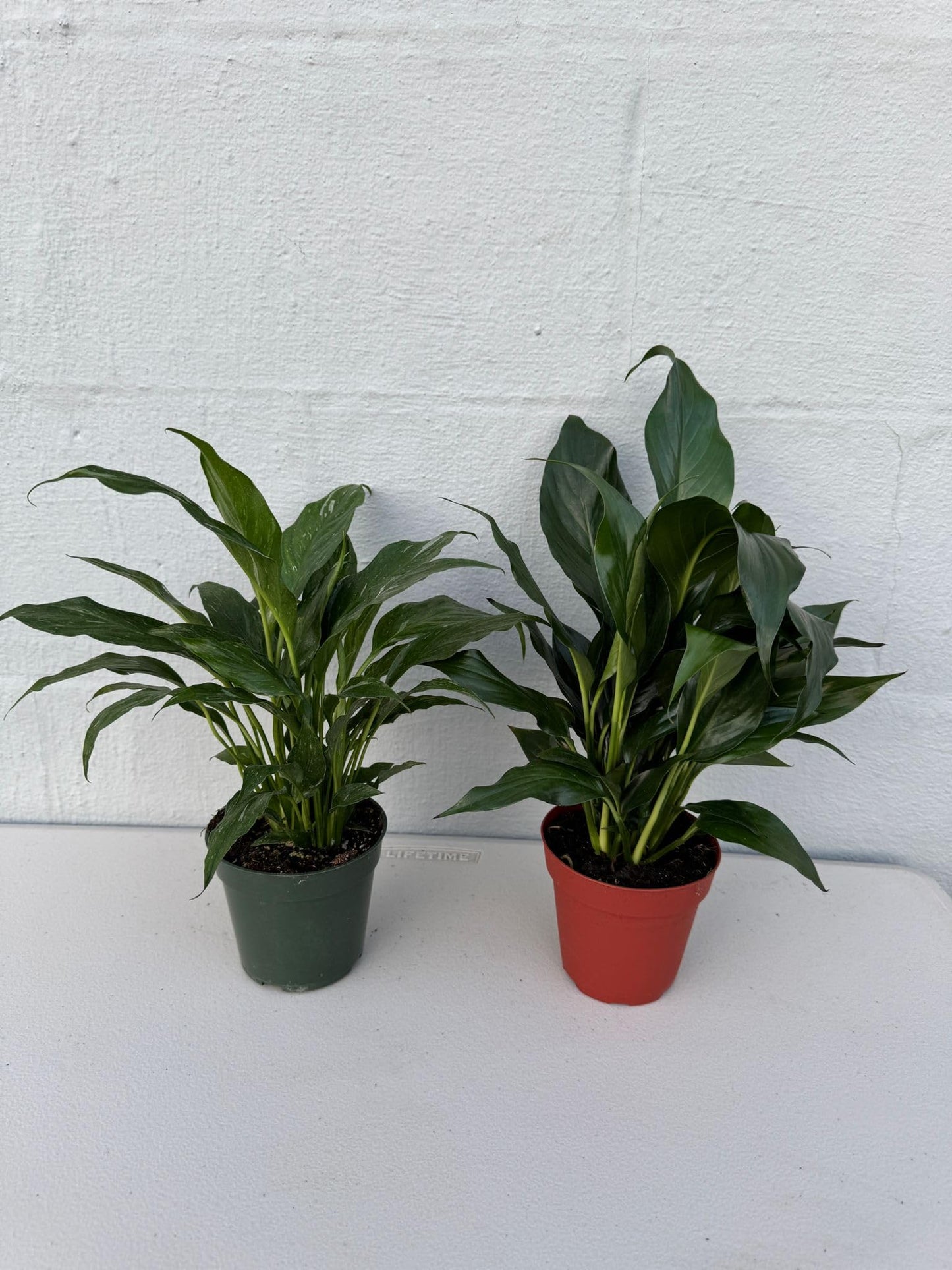 PLANTVERS Peace Lily in a 4” Grow Pot – Live Spathiphyllum – Flowering Air Purifying Plant – Easy Care & Low Maintenance Houseplant – Blooming Gift Plant (Set of 2 Pots Assorted)
