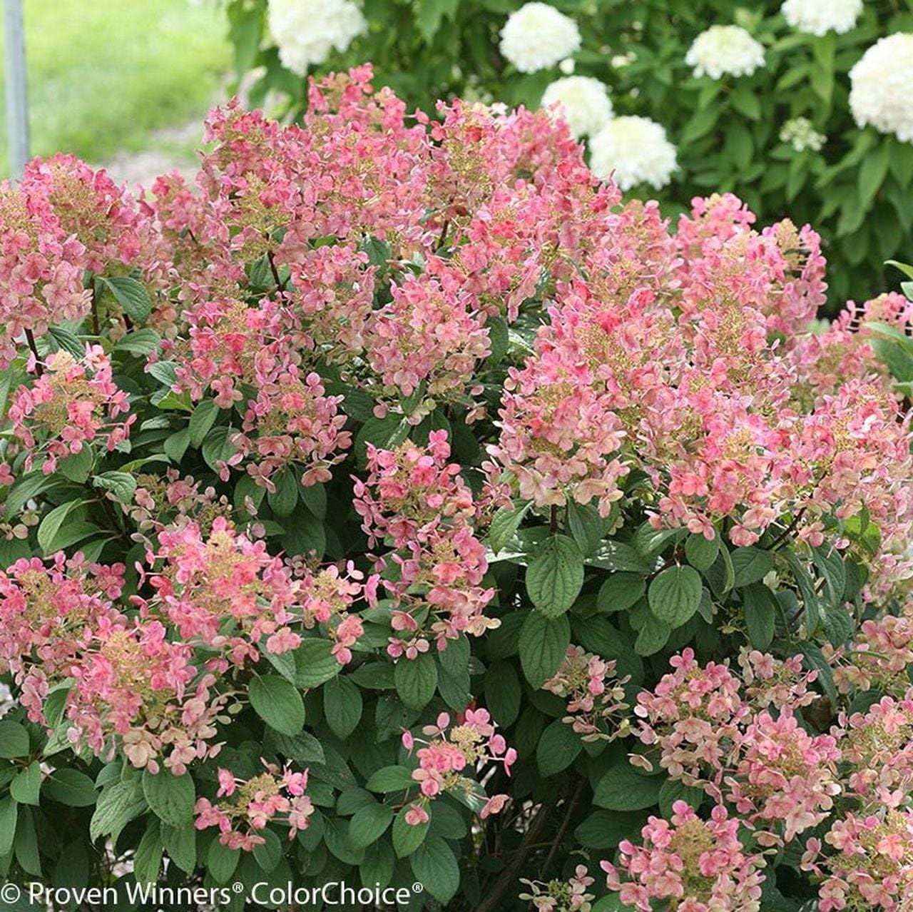 Live Plant - Little Quick Fire Panicle Hydrangea Petite Dwarf Shrub - 6-12" Tall - Quart Pot