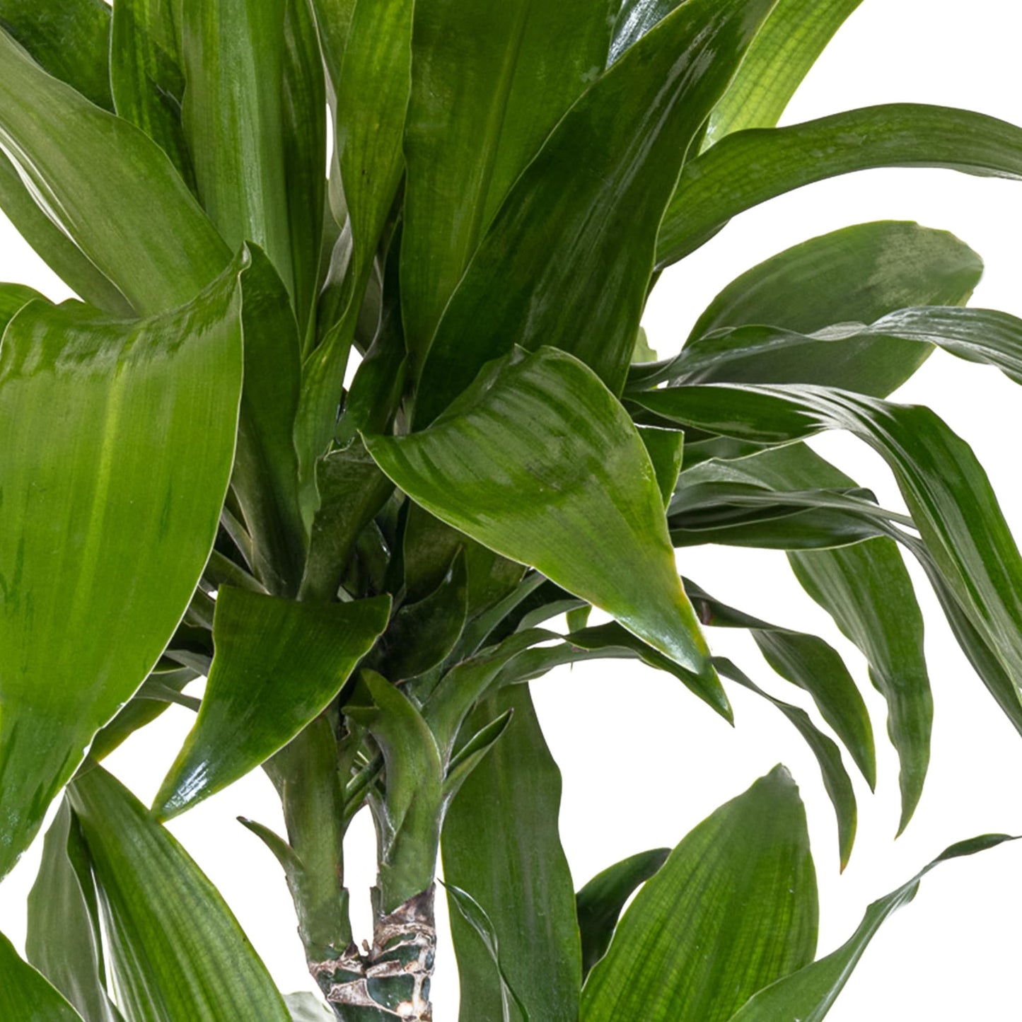 Dracaena Janet Craig Live Plant, 38–42 inches Tall in 10 inch Pot, Low Light Tropical Indoor Tree, Easy Care Air Purifier Plant for Home, Office and Interior Decor by United Nursery